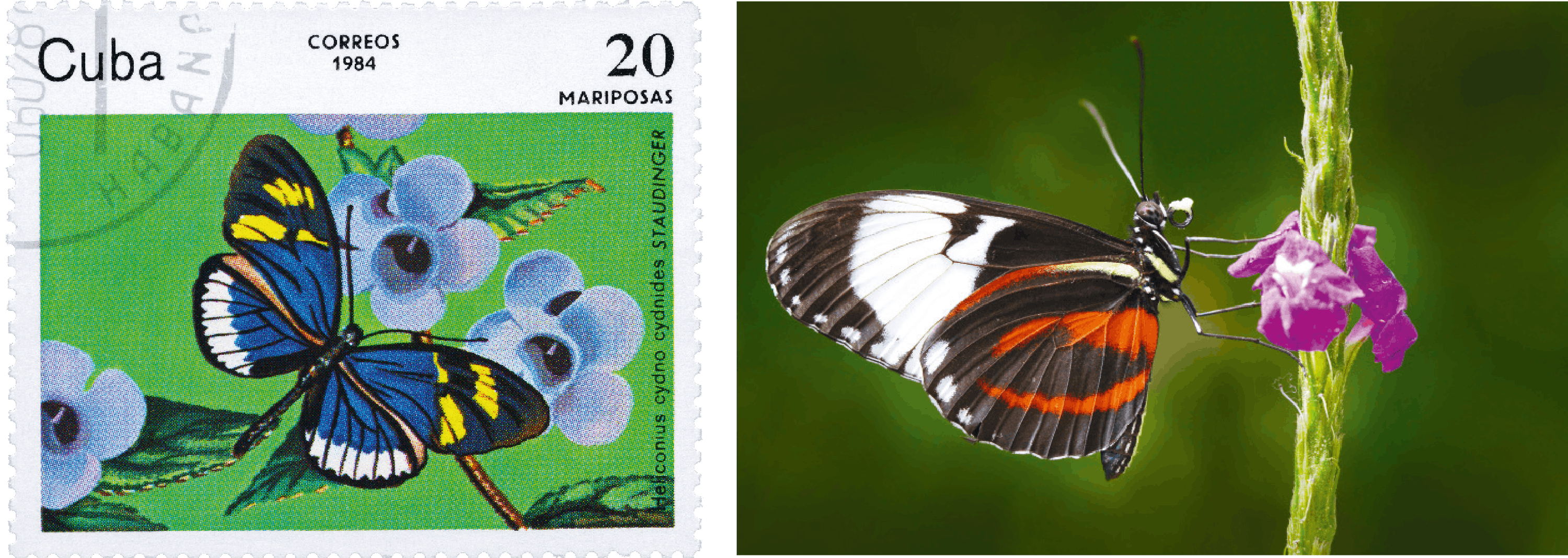 <stamp theme='svt-green1'>Doc. 1</stamp> Un timbre et un individu de l’espèce Heliconius cydno.