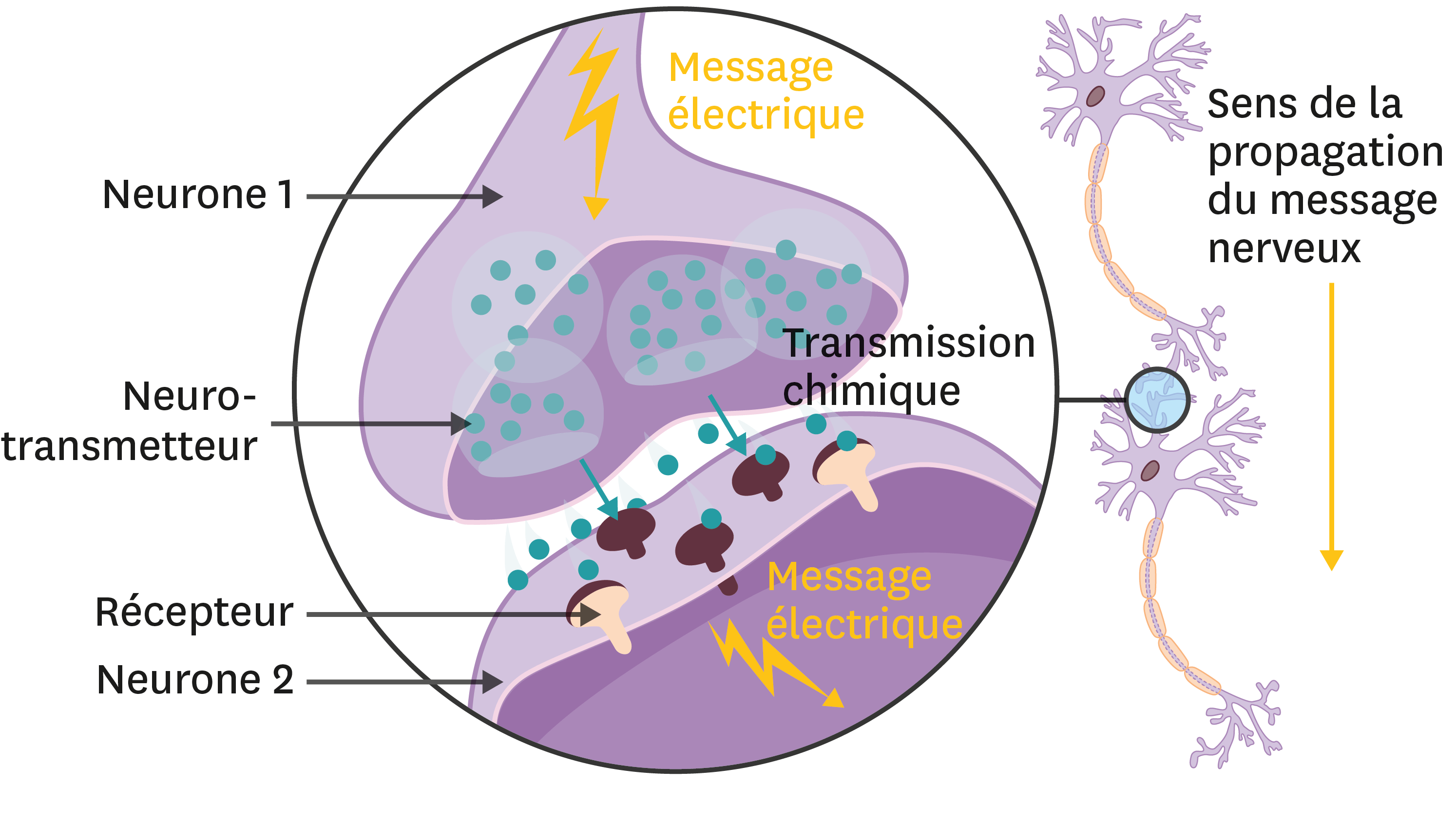 <stamp theme='svt-green1'>Doc. 6</stamp> Une illustration d’une synapse entre deux neurones.