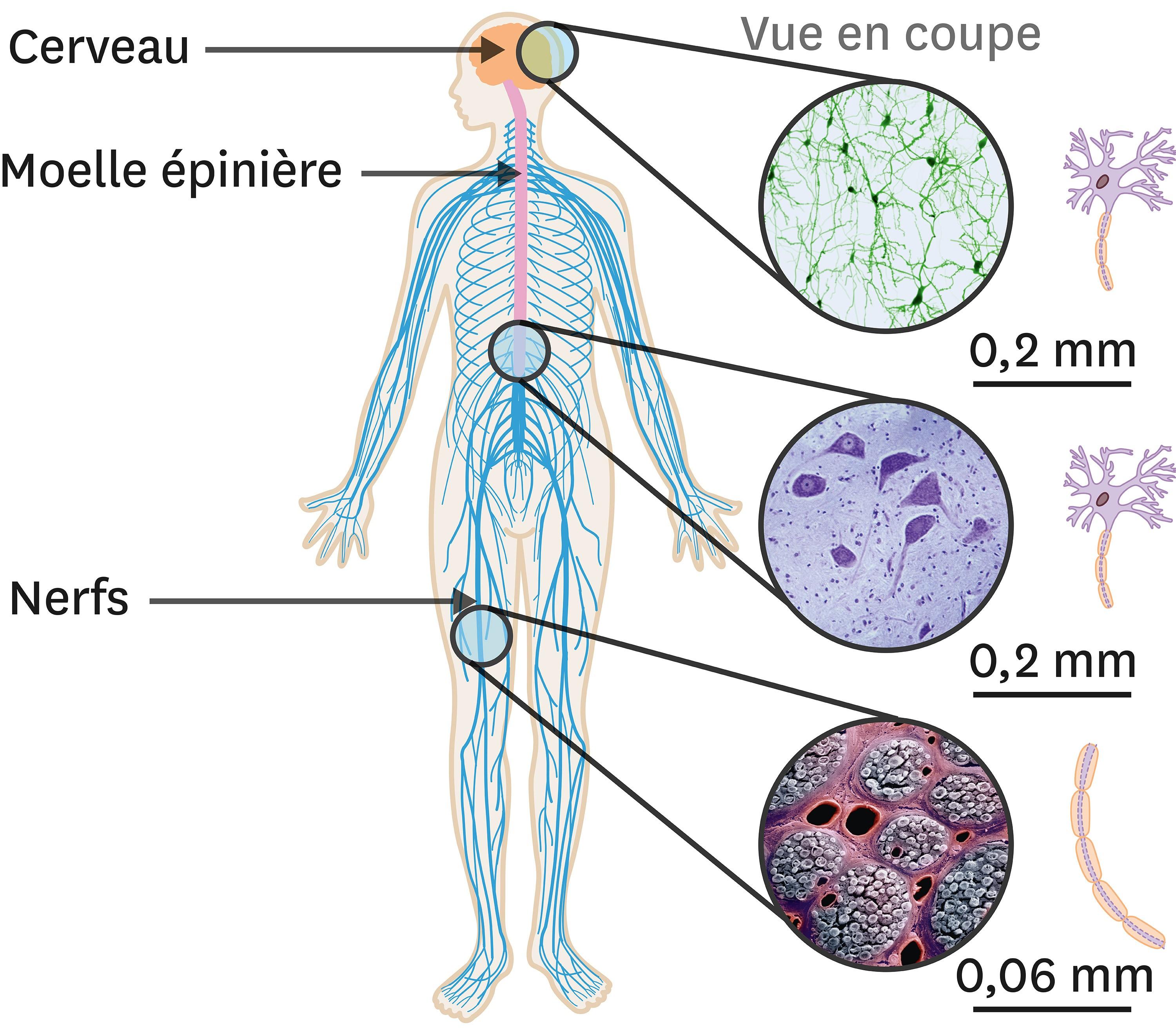 <stamp theme='svt-green1'>Doc. 3</stamp> Les cellules nerveuses dans l’organisme.