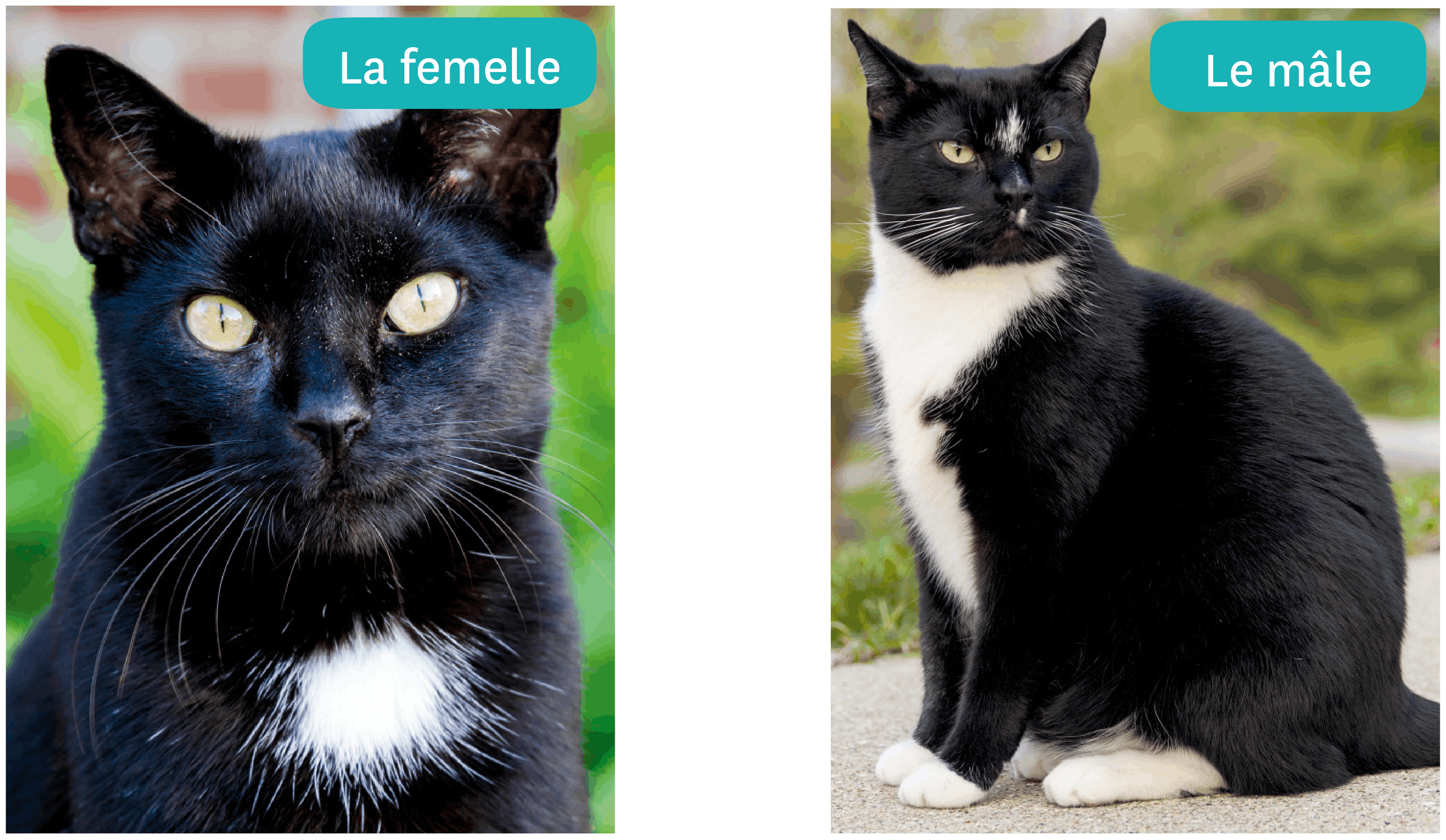 <stamp theme='svt-green1'>Doc. 1</stamp> Les chats de Camille.