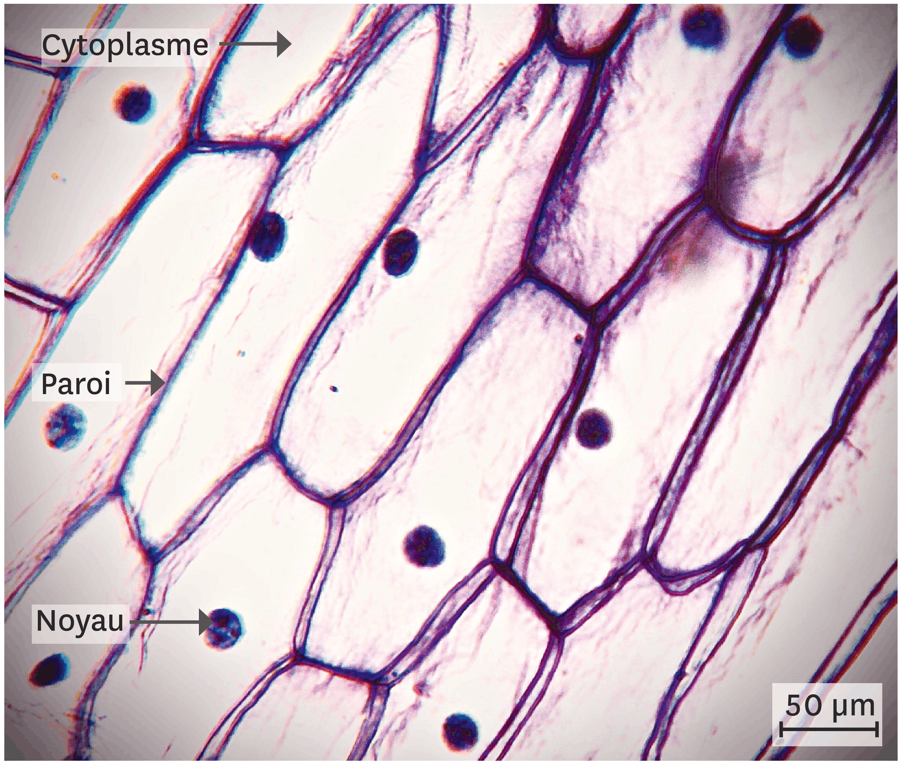 <stamp theme='svt-green1'>Doc. 4</stamp> Des cellules d’épiderme d’oignon observées au microscope optique.