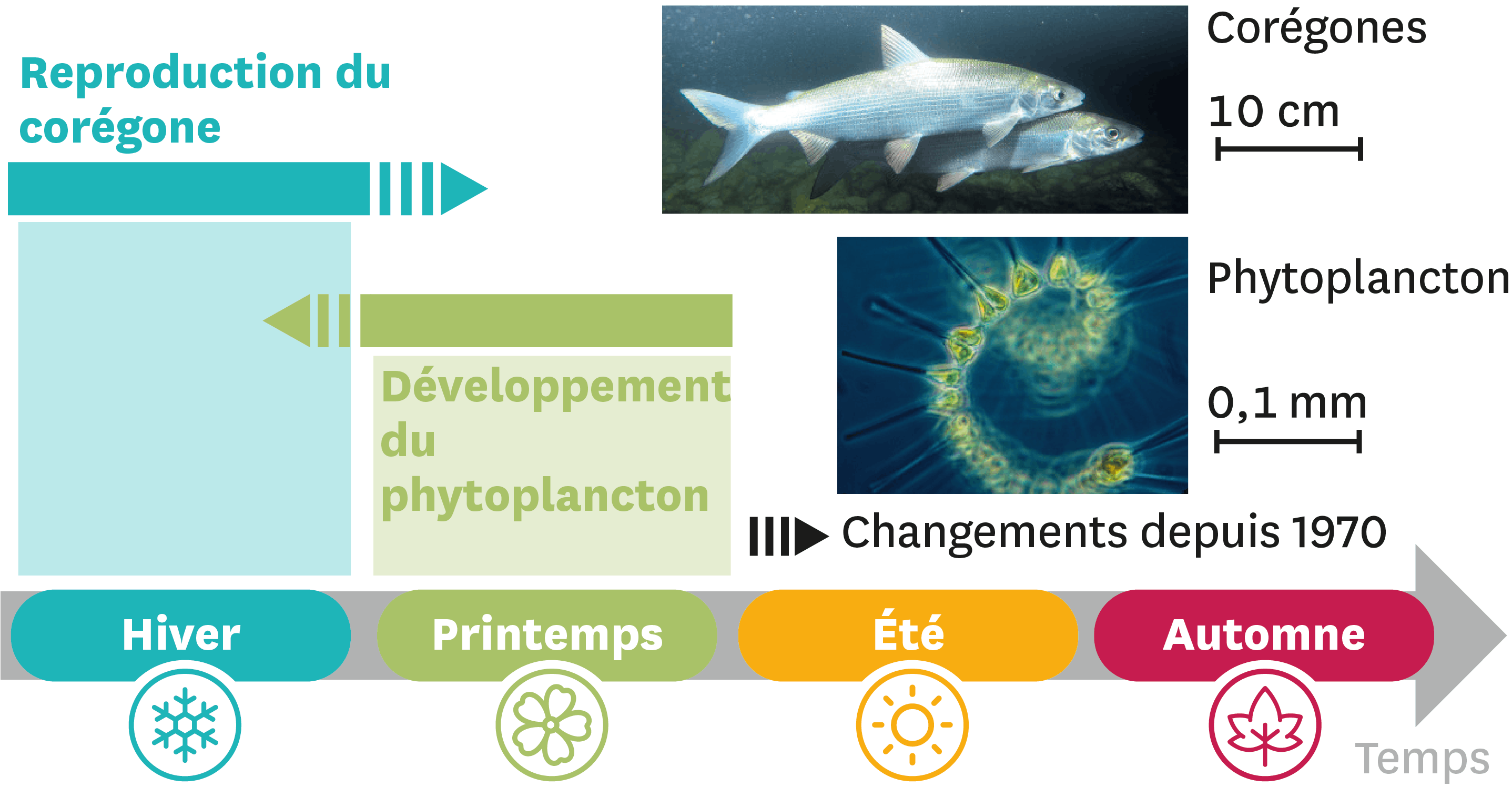 <stamp theme='svt-green1'>Doc. 4</stamp> Les périodes de reproduction du corégone et de développement du phytoplancton.