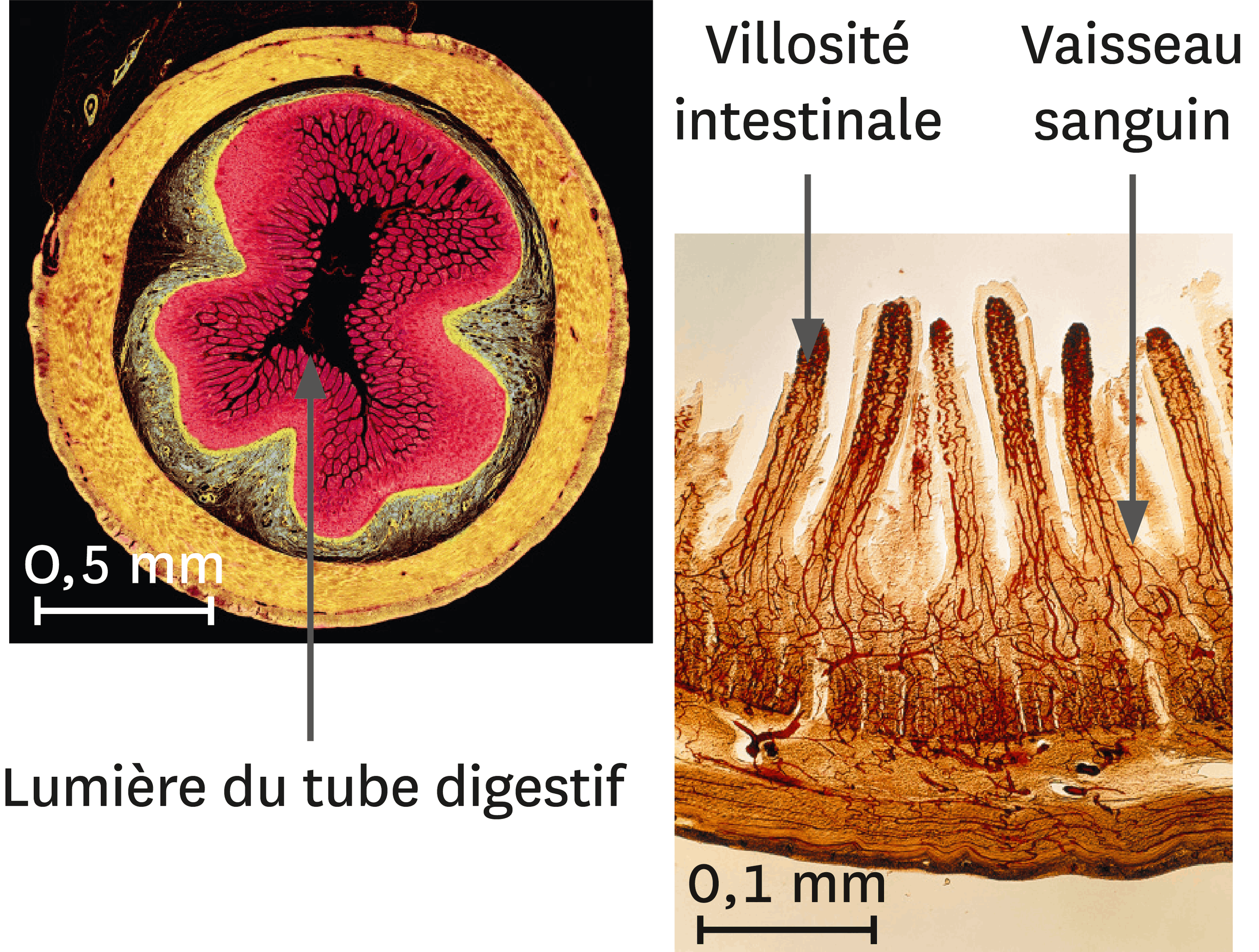 <stamp theme='svt-green1'>Doc. 2</stamp> Une coupe transversale d’intestin grêle (à gauche) et son détail (à droite) au microscope optique (images colorisées).