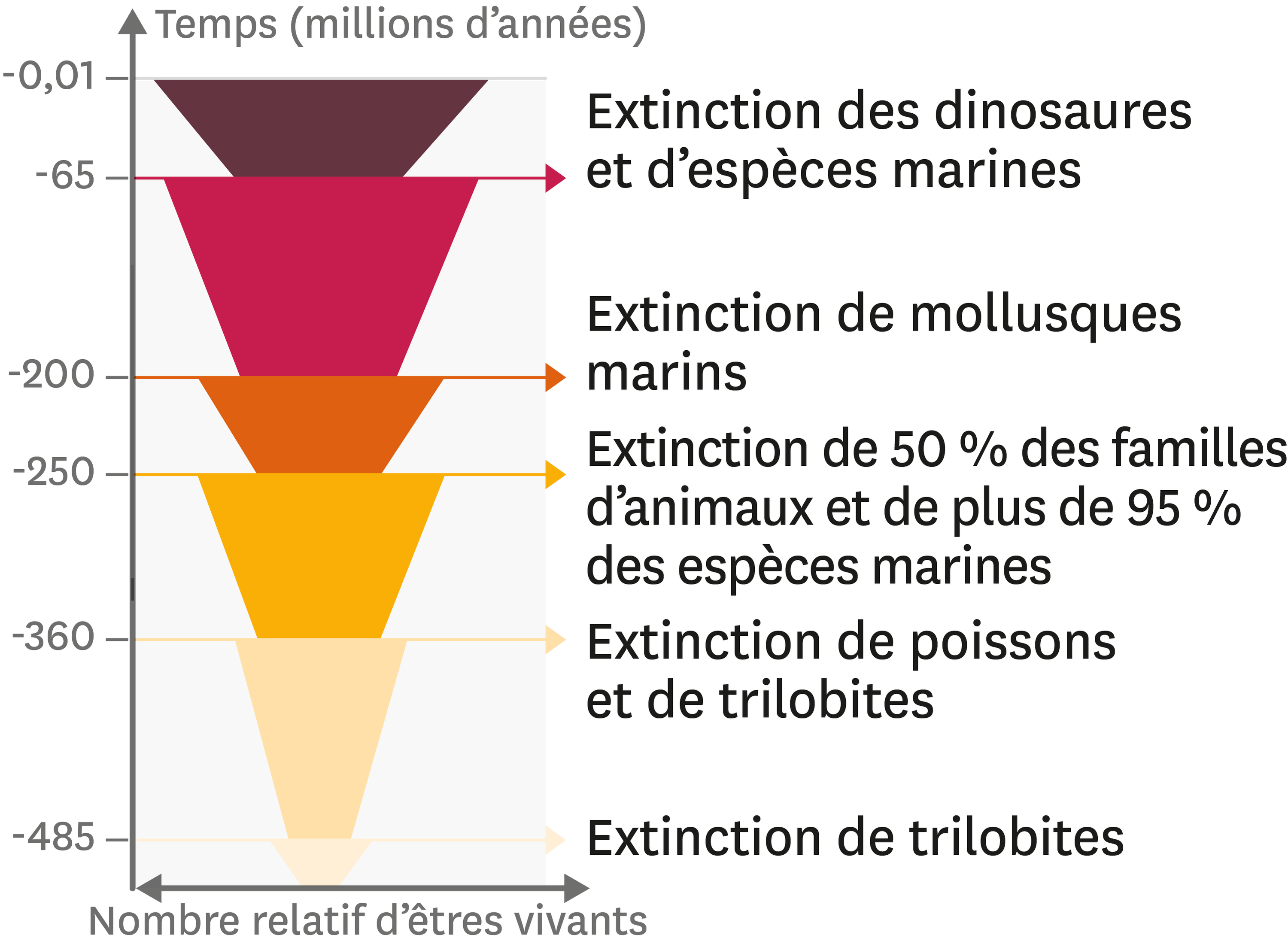 <stamp theme='svt-green1'>Doc. 2</stamp> Le nombre relatif de groupes d’êtres vivants au cours des temps géologiques.