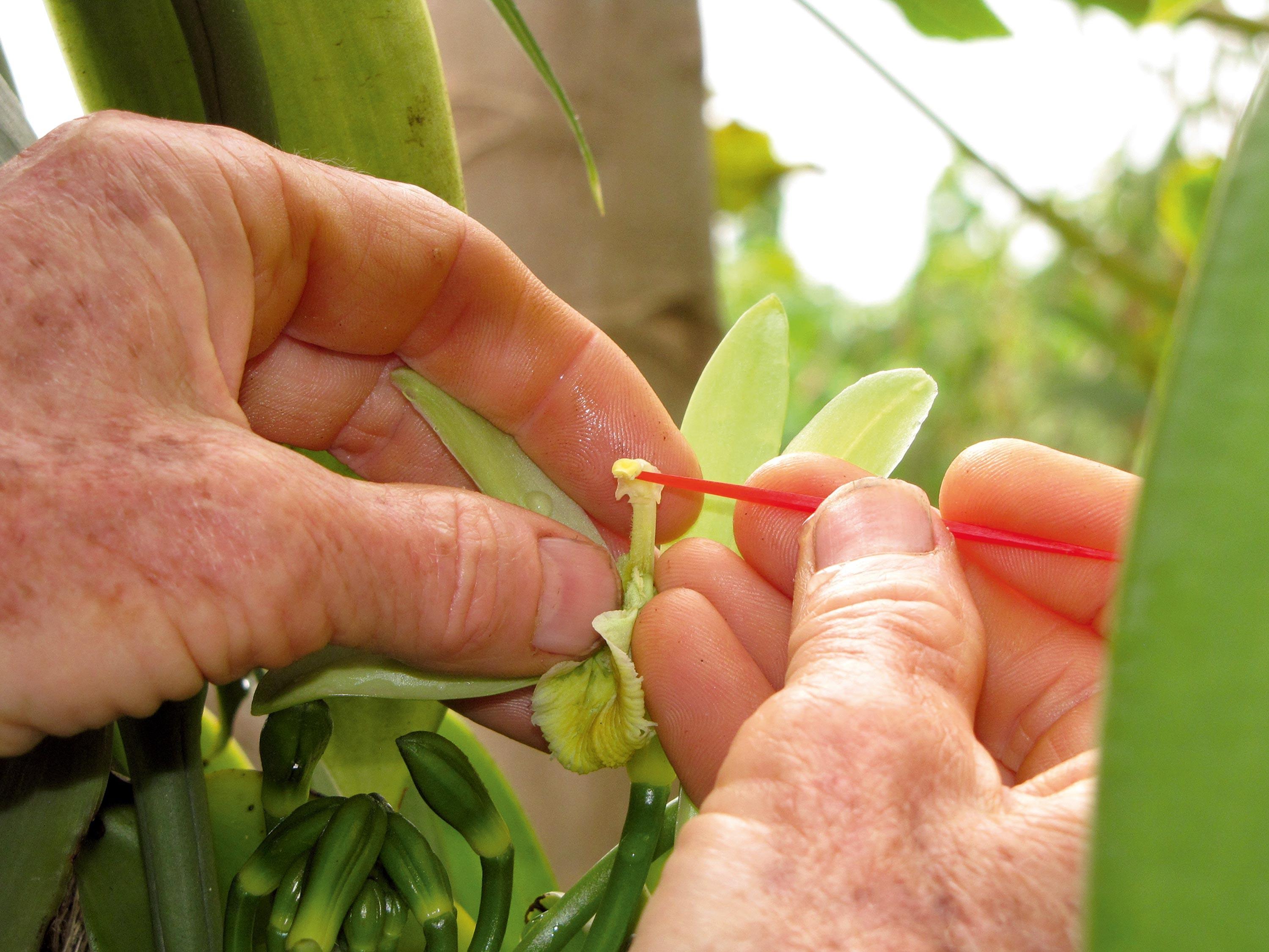 <stamp theme='svt-green1'>Doc. 1</stamp> La pollinisation manuelle de l’orchidée Vanilla planifol.