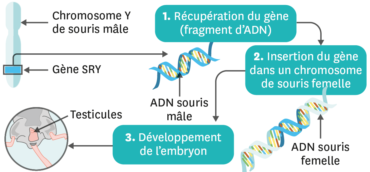 <stamp theme='svt-green1'>Doc. 6</stamp> Expérience de transgenèse avec le gène SRY.