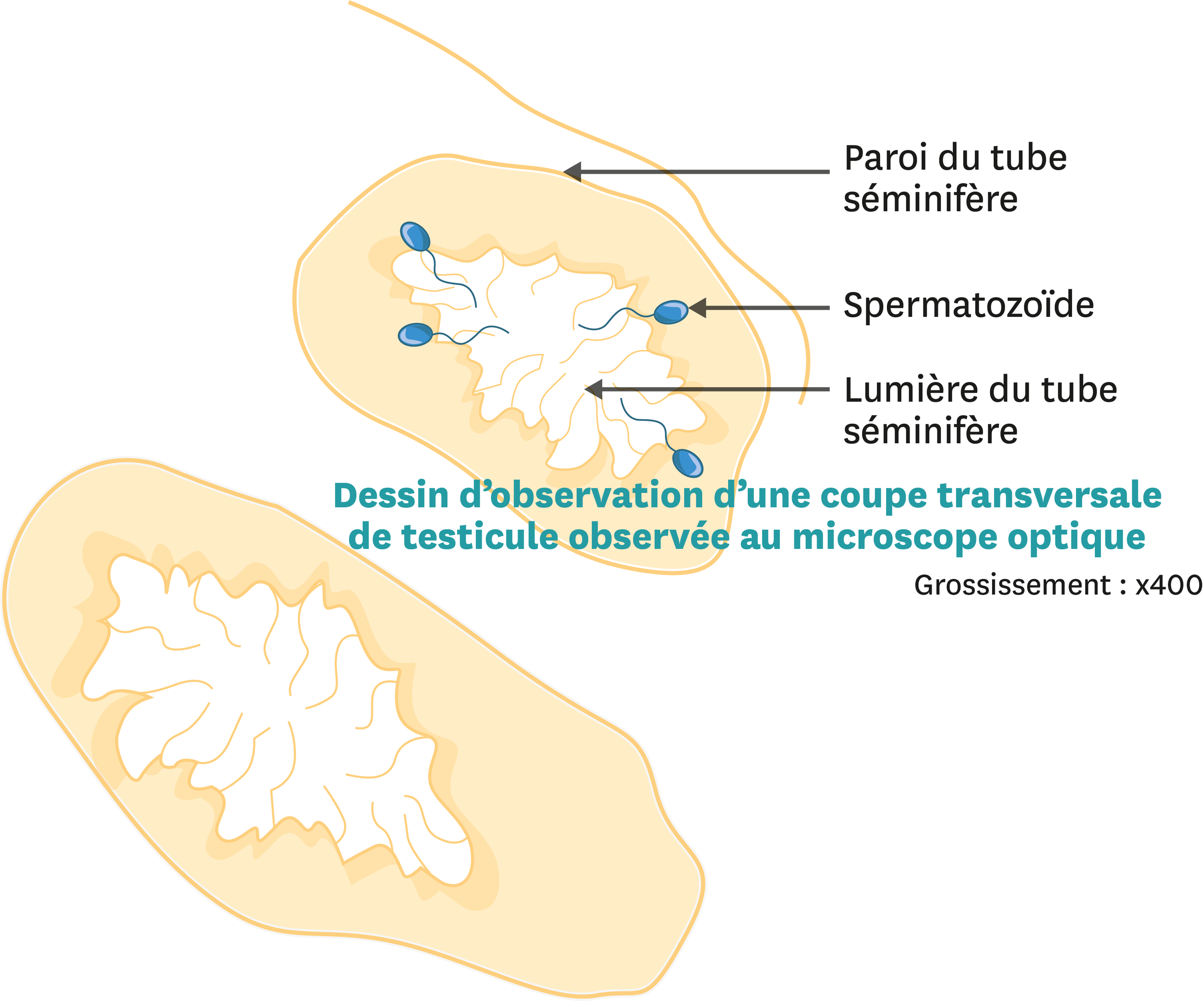 Accompagnement Personalise Lelivrescolaire Fr