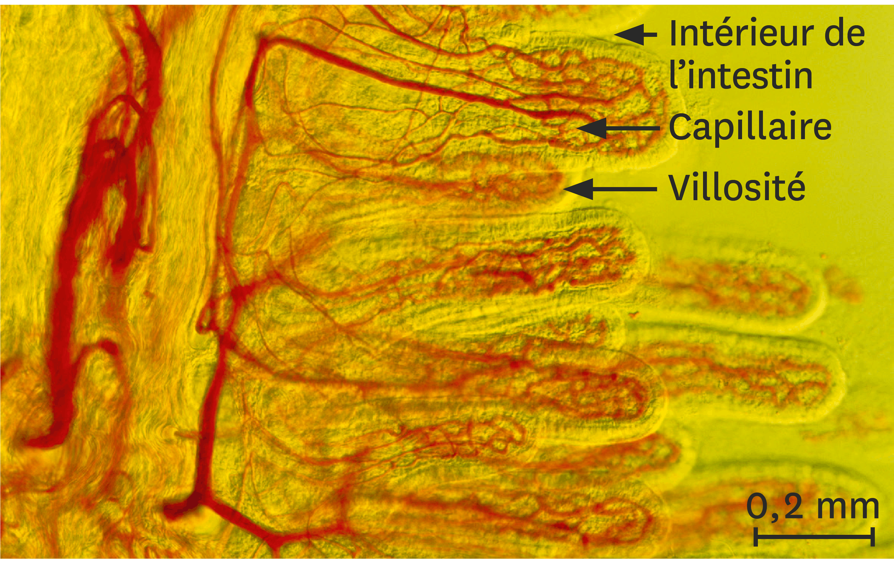 <stamp theme='svt-green1'>Doc. 5</stamp> Une observation au microscope optique d’une coupe transversale d’intestin grêle.