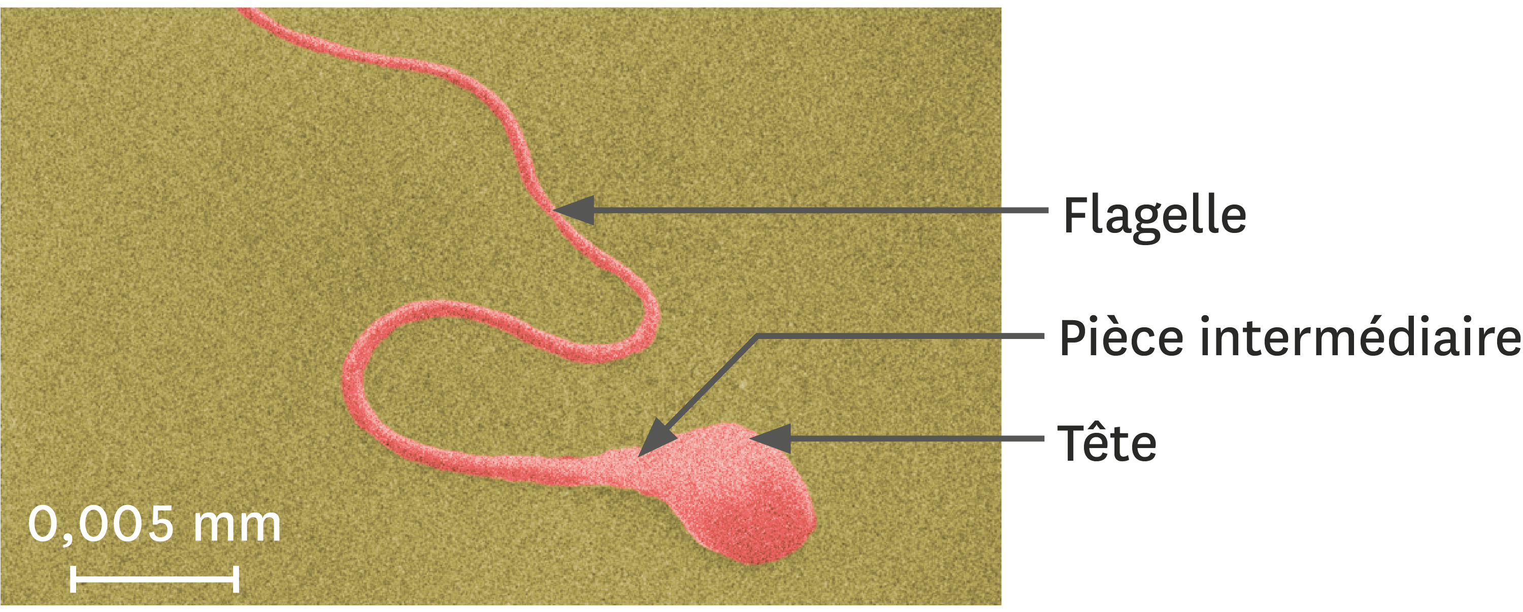 <stamp theme='svt-green1'>Doc. 5</stamp> Un spermatozoïde observé au microscope électronique à balayage (image colorisée).