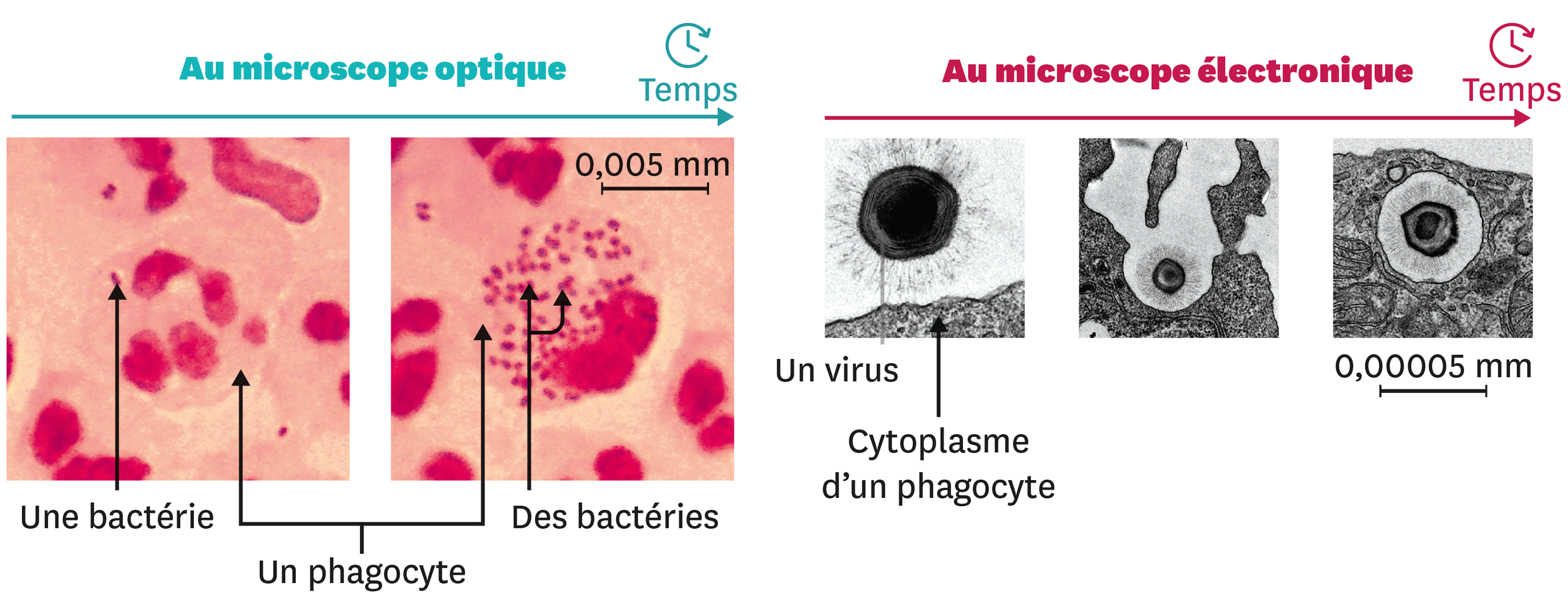 <stamp theme='svt-green1'>Doc. 4</stamp> Le mode d’élimination des microorganismes par les phagocytes.