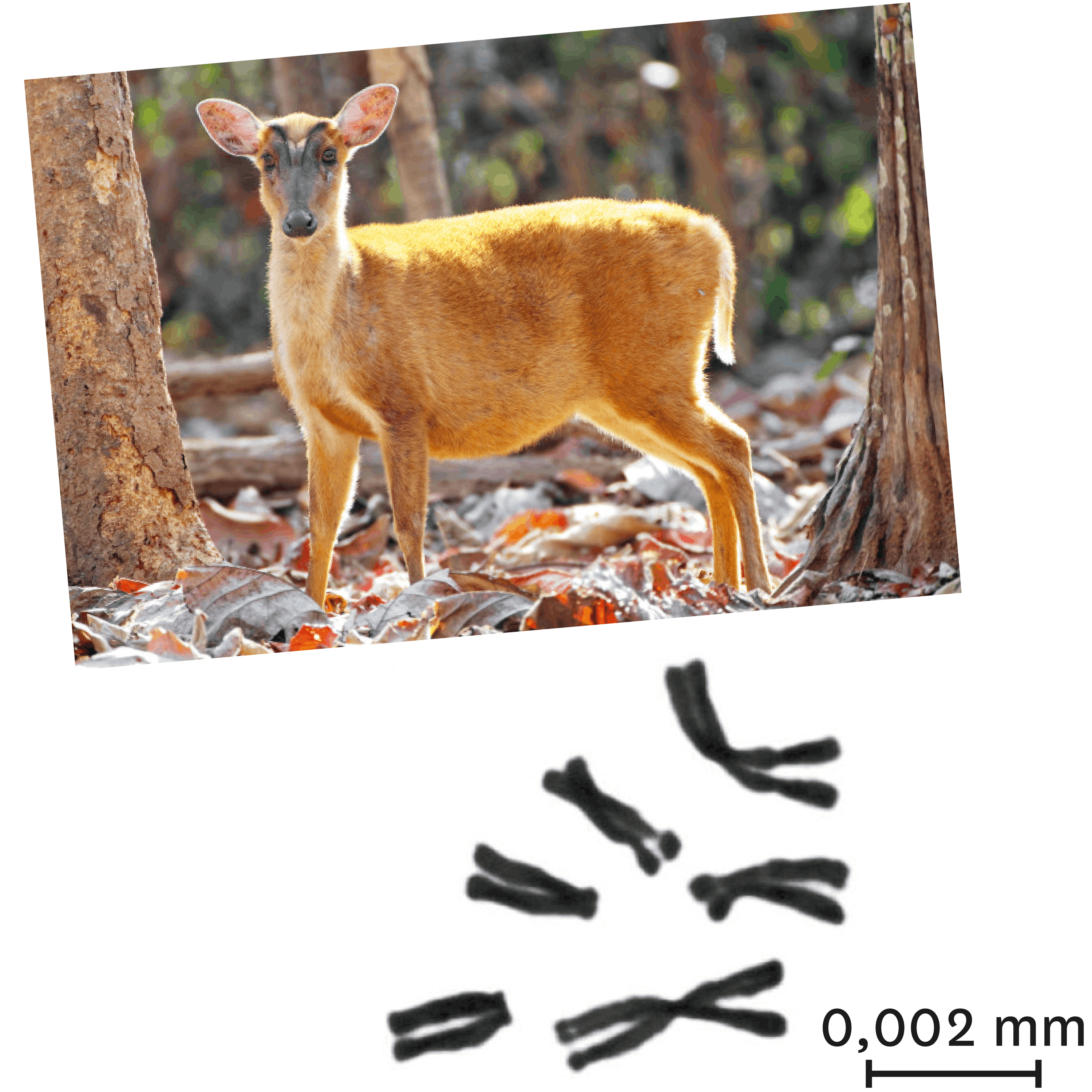 <stamp theme='svt-green1'>Doc. 5</stamp> Le caryotype d'une femelle muntjac.