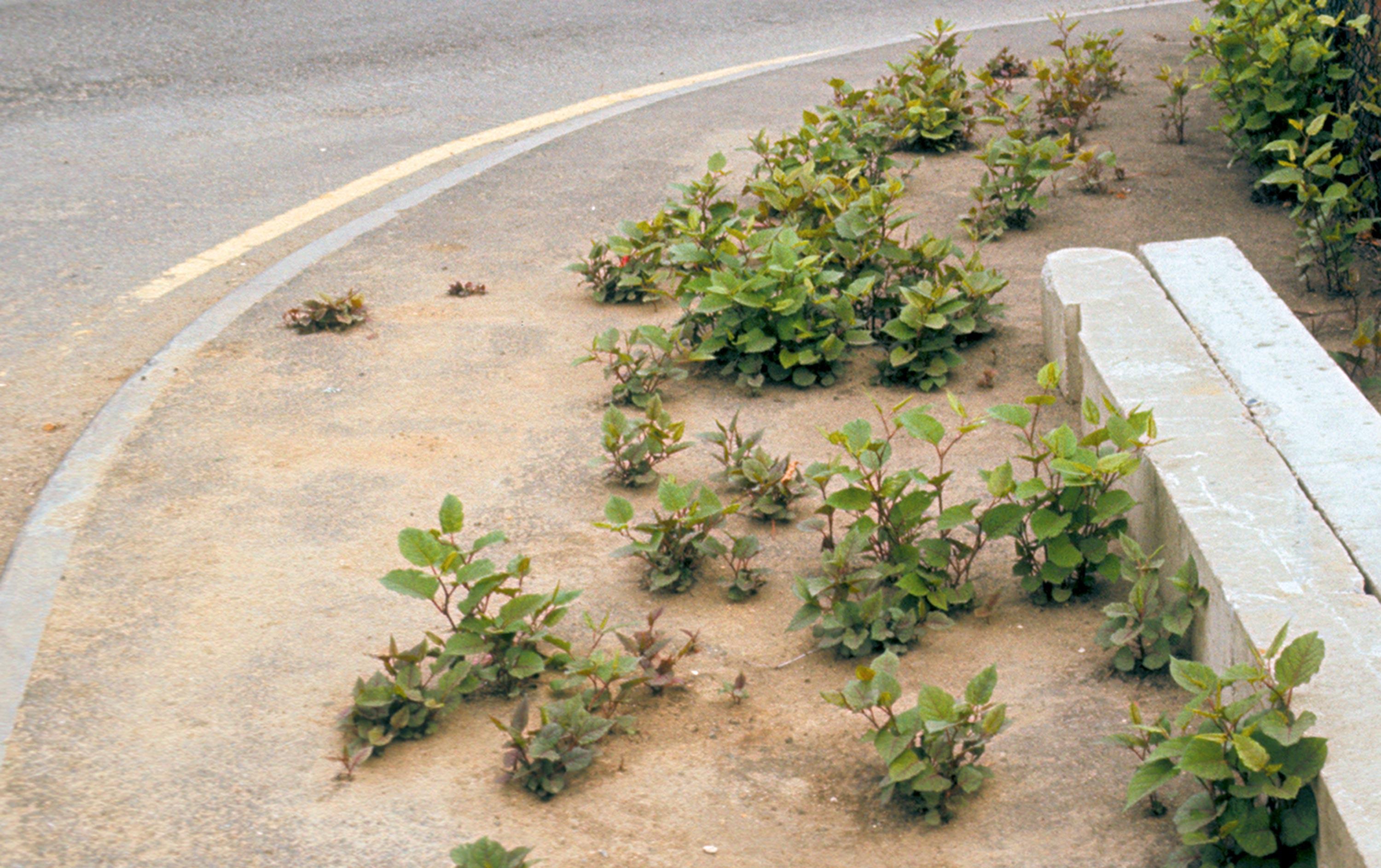 <stamp theme='svt-green1'>Doc. 2</stamp> De jeunes plants de Renouée du Japon traversant le macadam.