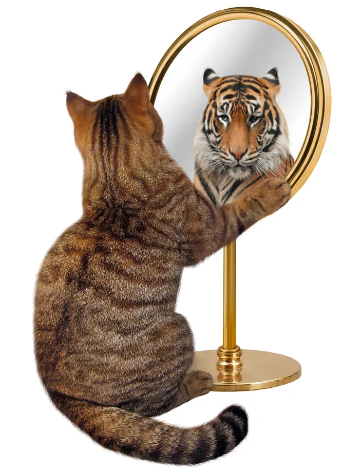 Photographie d'un chat tabby regardant dans un miroir et voyant le reflet d'un tigre