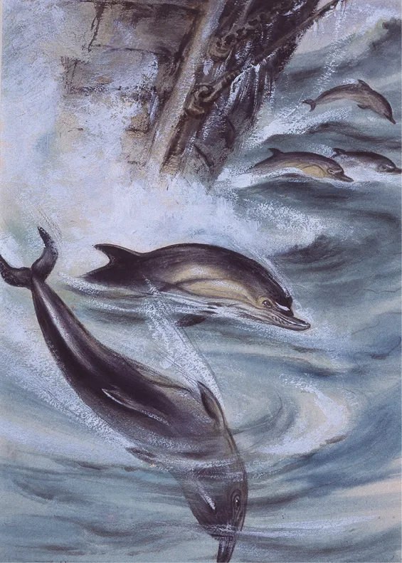 Edward Adrian Wilson, Delphinus delphis, aquarelle, vers 1890-1910