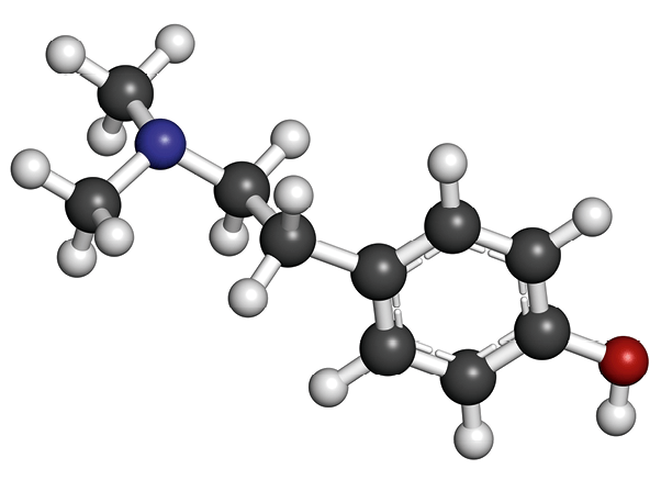 Modèle moléculaire de l’hordénine