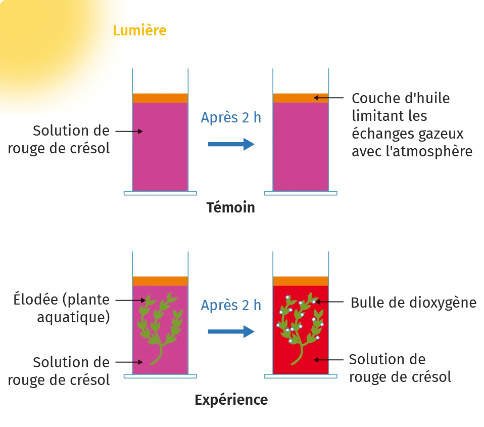 Schéma d'une expérience montrant la nature des échanges gazeux entre une élodée et le milieu dans lequel elle vit