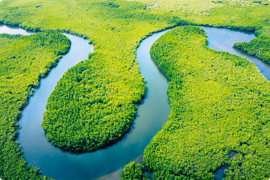 Vue aérienne de la forêt amazonienne