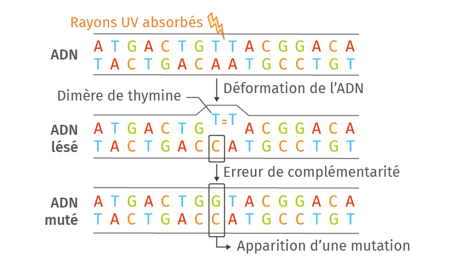 Effets du rayonnement UV sur l'ADN