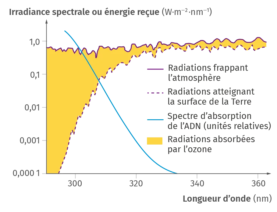 L'absorption des rayons ultraviolets (UV)