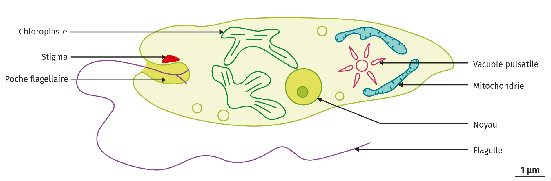 Schéma d'une euglène. 