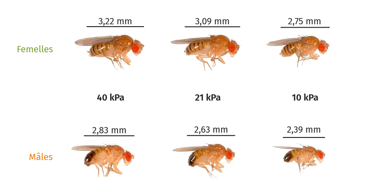 Résultats de l'expérience sur les drosophiles au bout de 11 générations
(les dimensions correspondent à des moyennes)