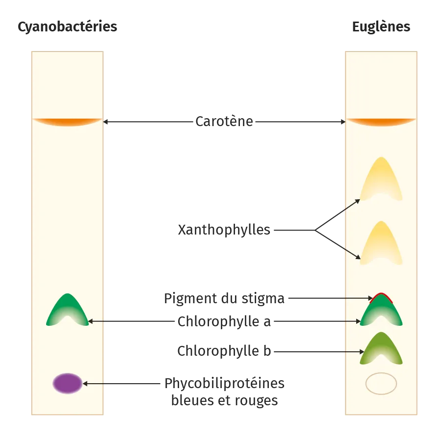 Résultats d'une chromatographie effectuée à partir de
cyanobactéries nostoc (gauche) et d'euglènes (à droite)