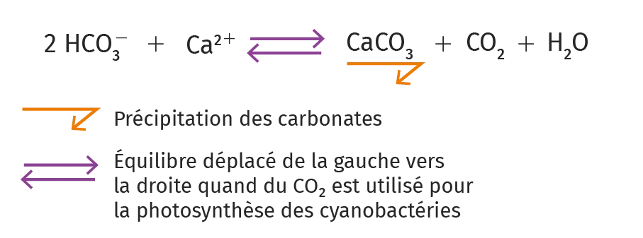 Résultats d'une chromatographie effectuée à partir de
cyanobactéries nostoc (gauche) et d'euglènes (à droite)