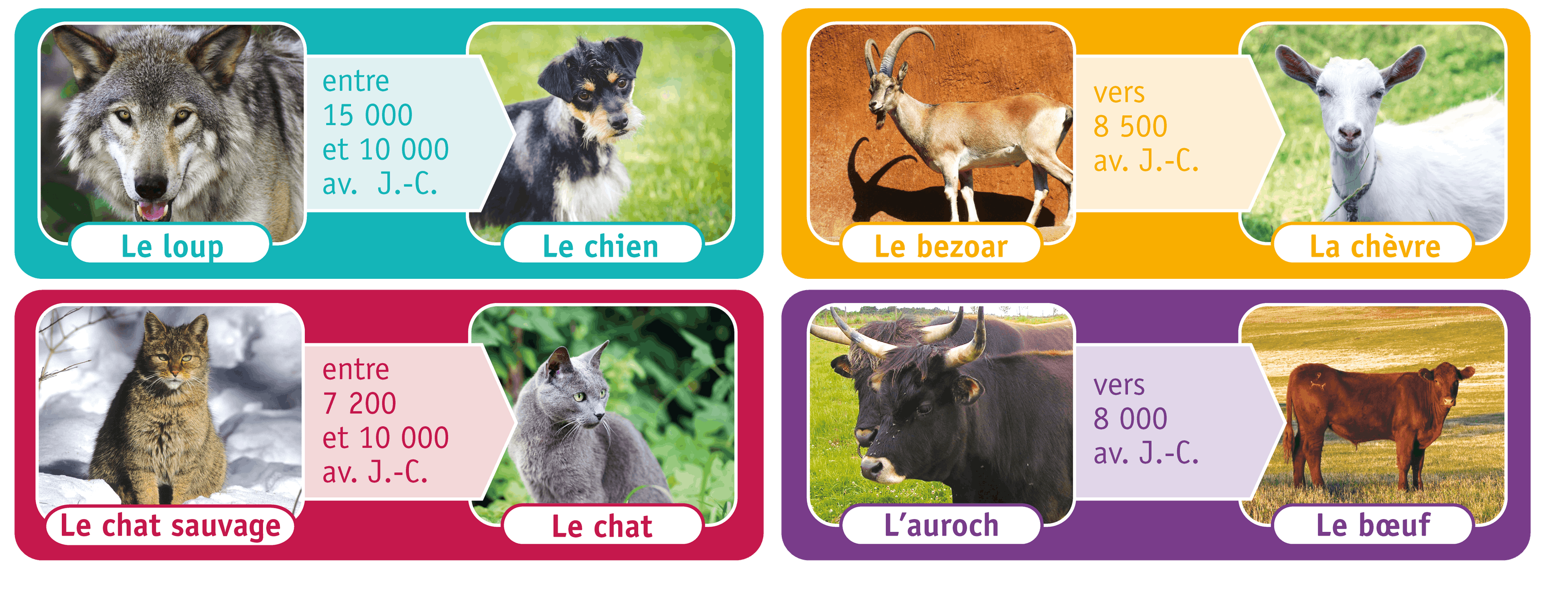 <stamp theme='his-green2'>Doc. 3</stamp> La domestication des animaux