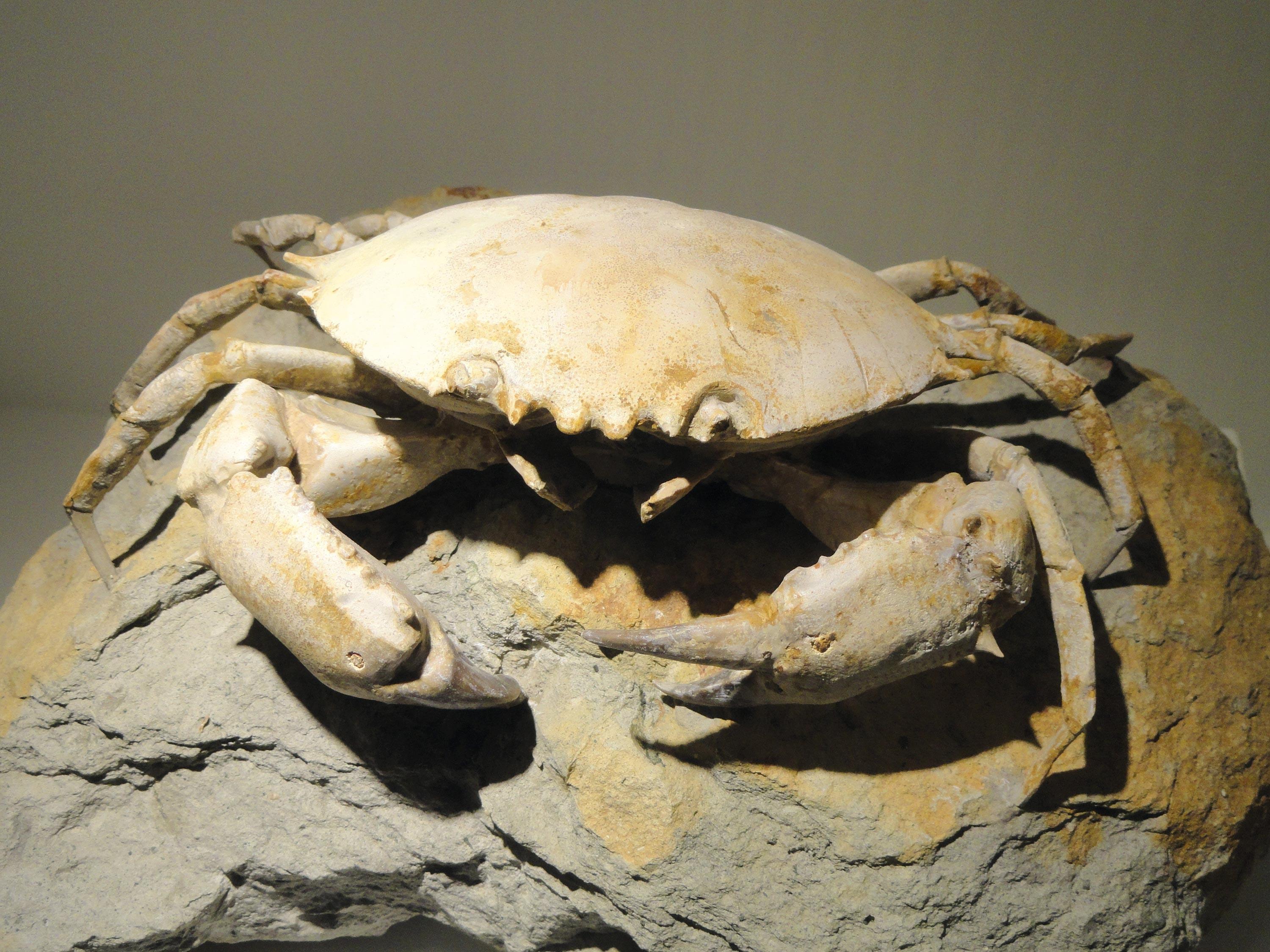 <stamp theme='svt-green1'>Doc. 3</stamp> Un exemple de fossiles de crabe.