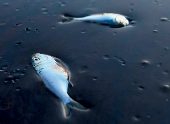 Des poissons intoxiqués
par des pluies acides