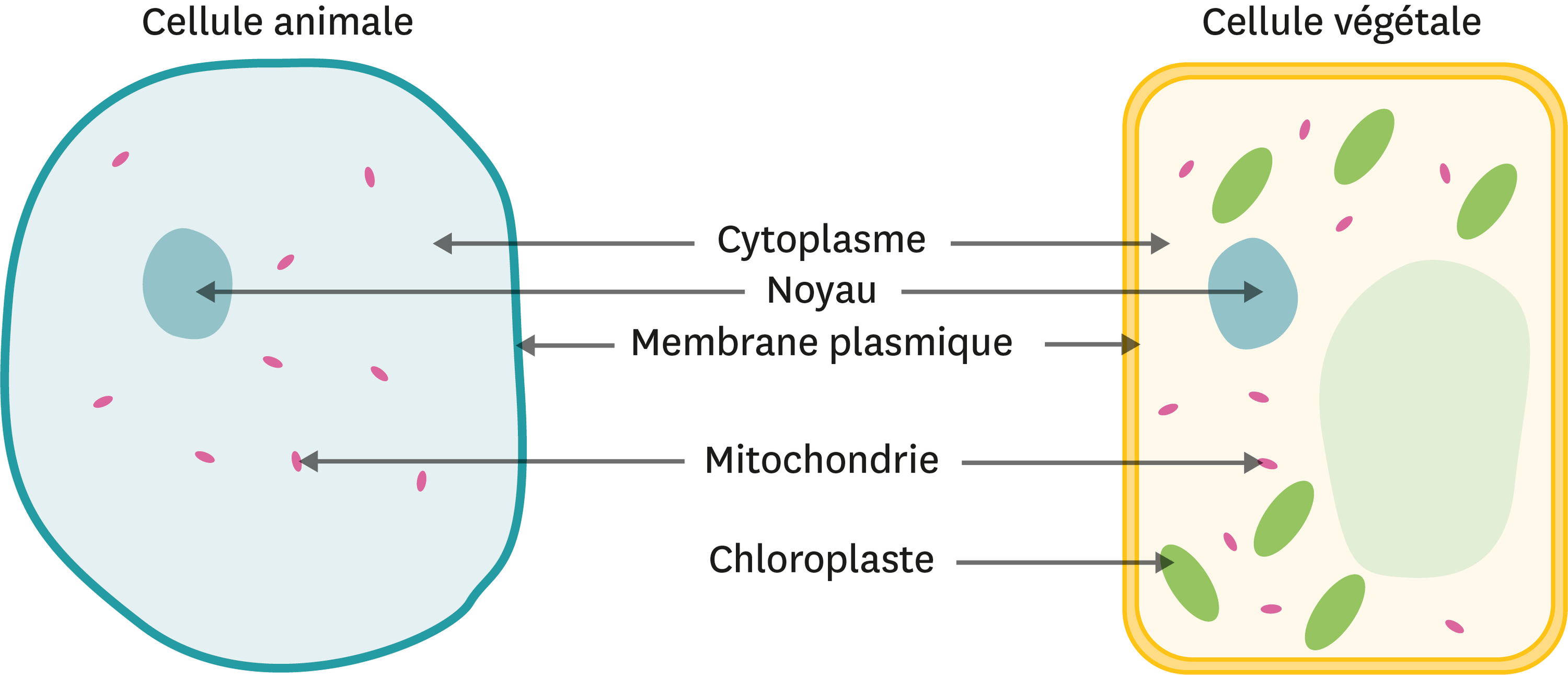Les besoins d une limace de mer lelivrescolaire fr