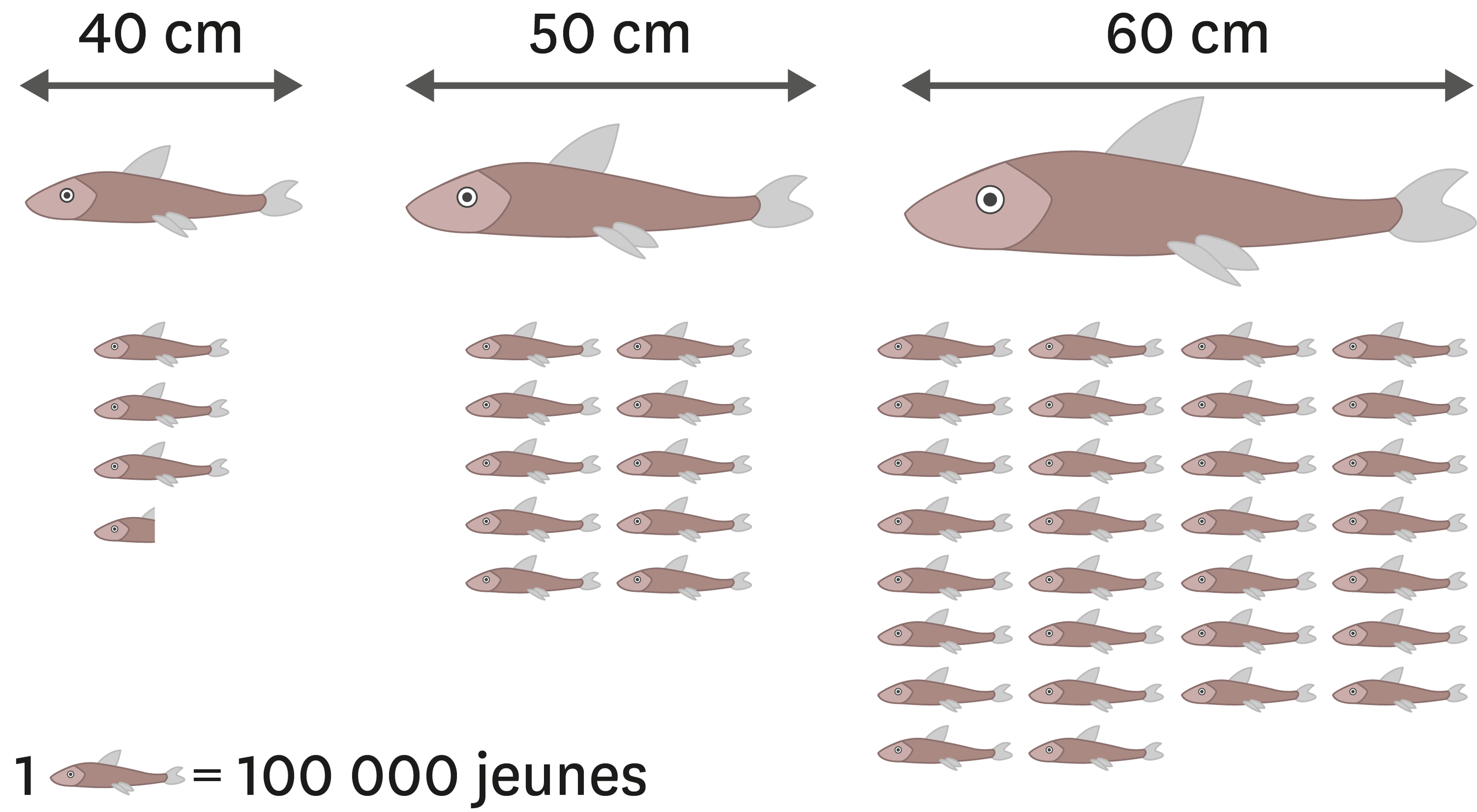 <stamp theme='svt-green1'>Doc. 5</stamp> L’effet de la taille des poissons adultes sur leur capacité de reproduction.