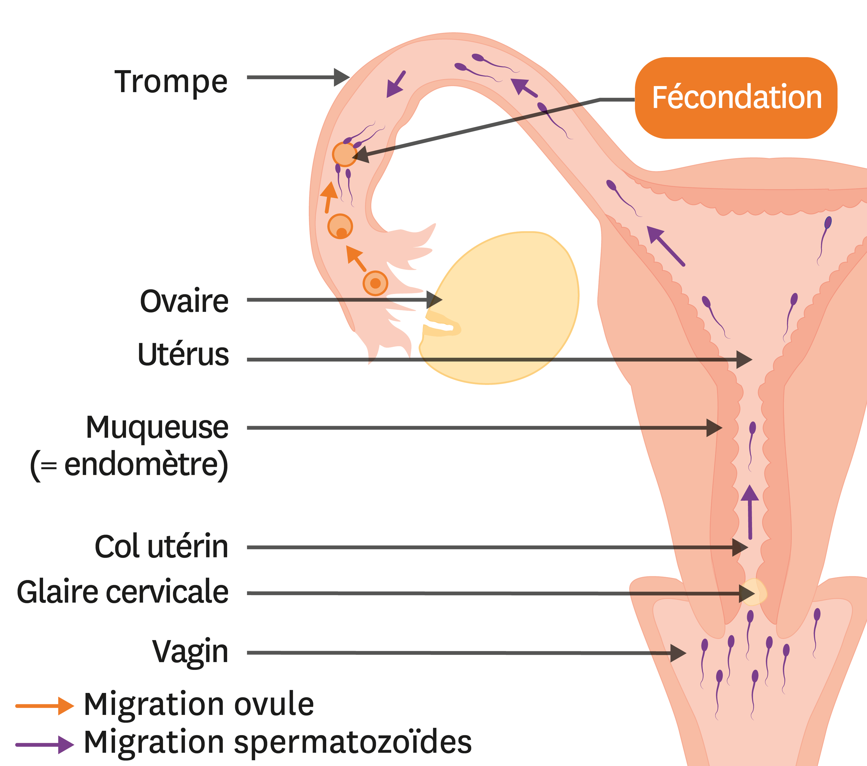 Fécondation : comment se passe la rencontre entre l'ovule et le spermatozoïde ?
