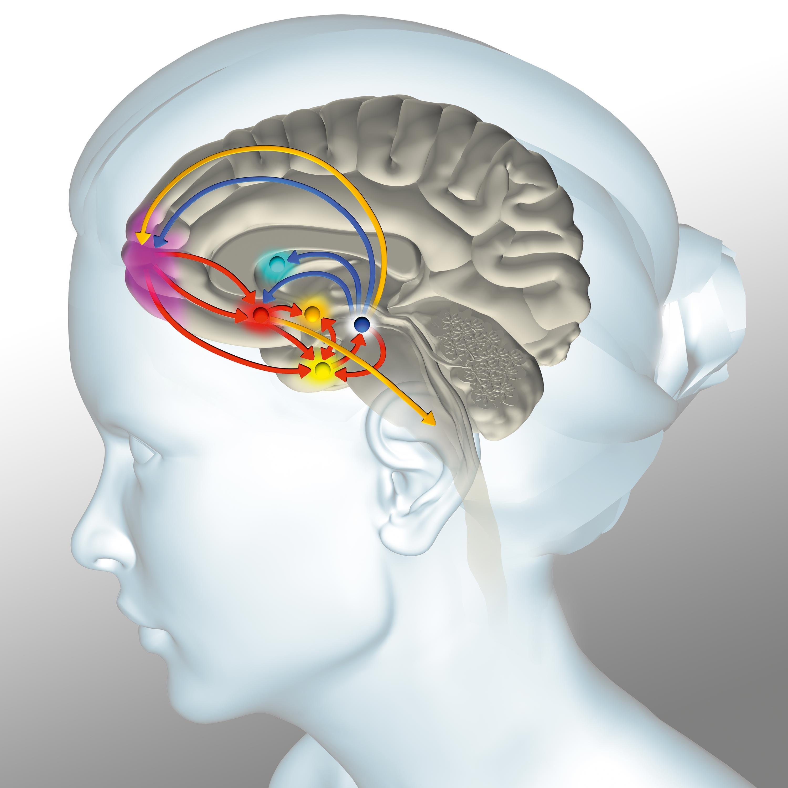 Quels sont les effets de nos comportements sur le système nerveux ...