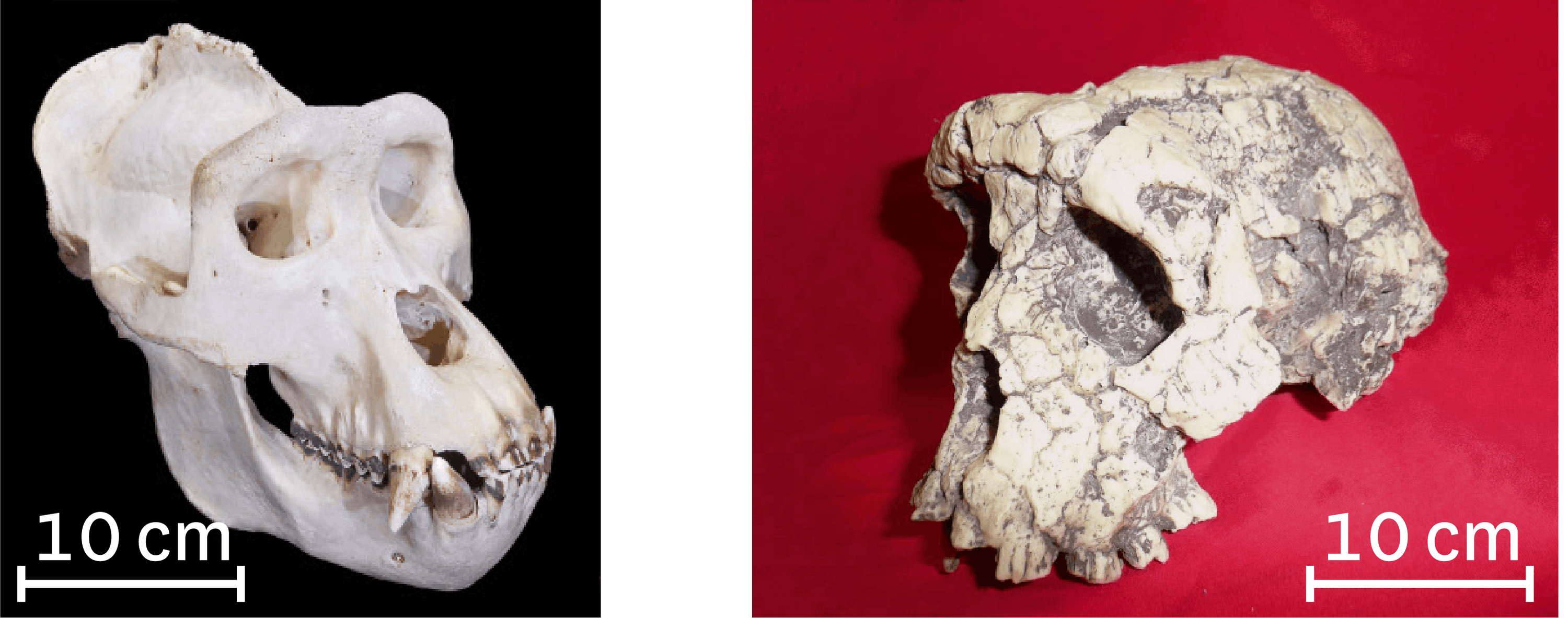 <stamp theme='svt-green1'>Doc. 3</stamp> Comparaison du crâne d’un gorille (à gauche) et du crâne de Toumaï (à droite).