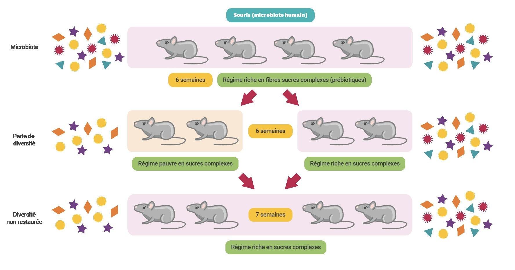 <stamp theme='svt-green1'>Doc. 1</stamp> Expériences réalisées sur des souris afin de comprendre l’influence de la nourriture riche en fibre sur la biodiversité du microbiote.