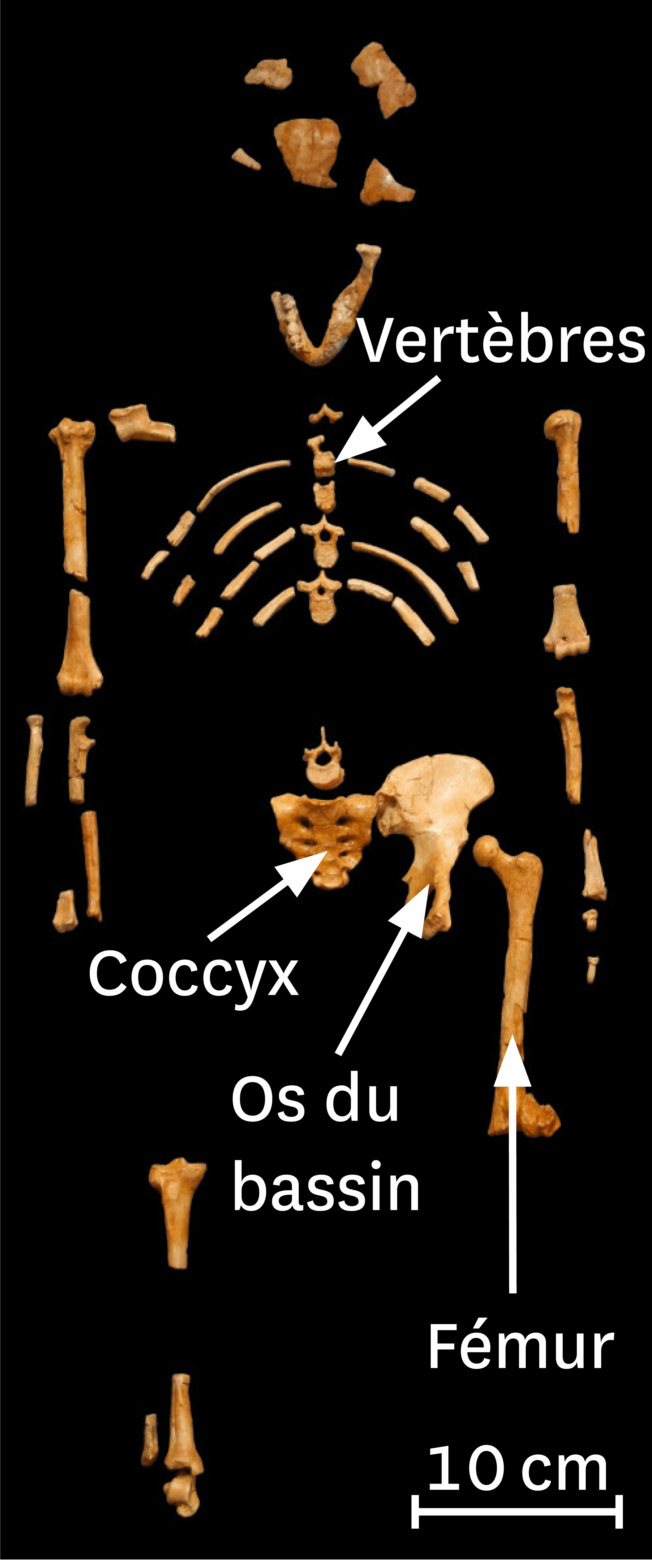<stamp theme='svt-green1'>Doc. 4</stamp> Le squelette de Lucy, un australopithèque retrouvé en Éthiopie en 1974.