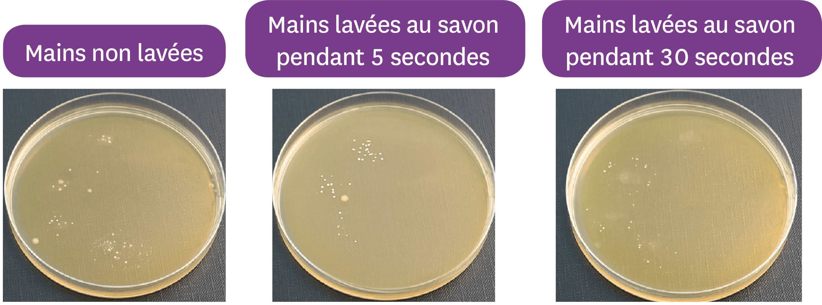 <stamp theme='svt-green1'>Doc. 4</stamp> L’effet du lavage des mains au savon sur le microbiote cutané.