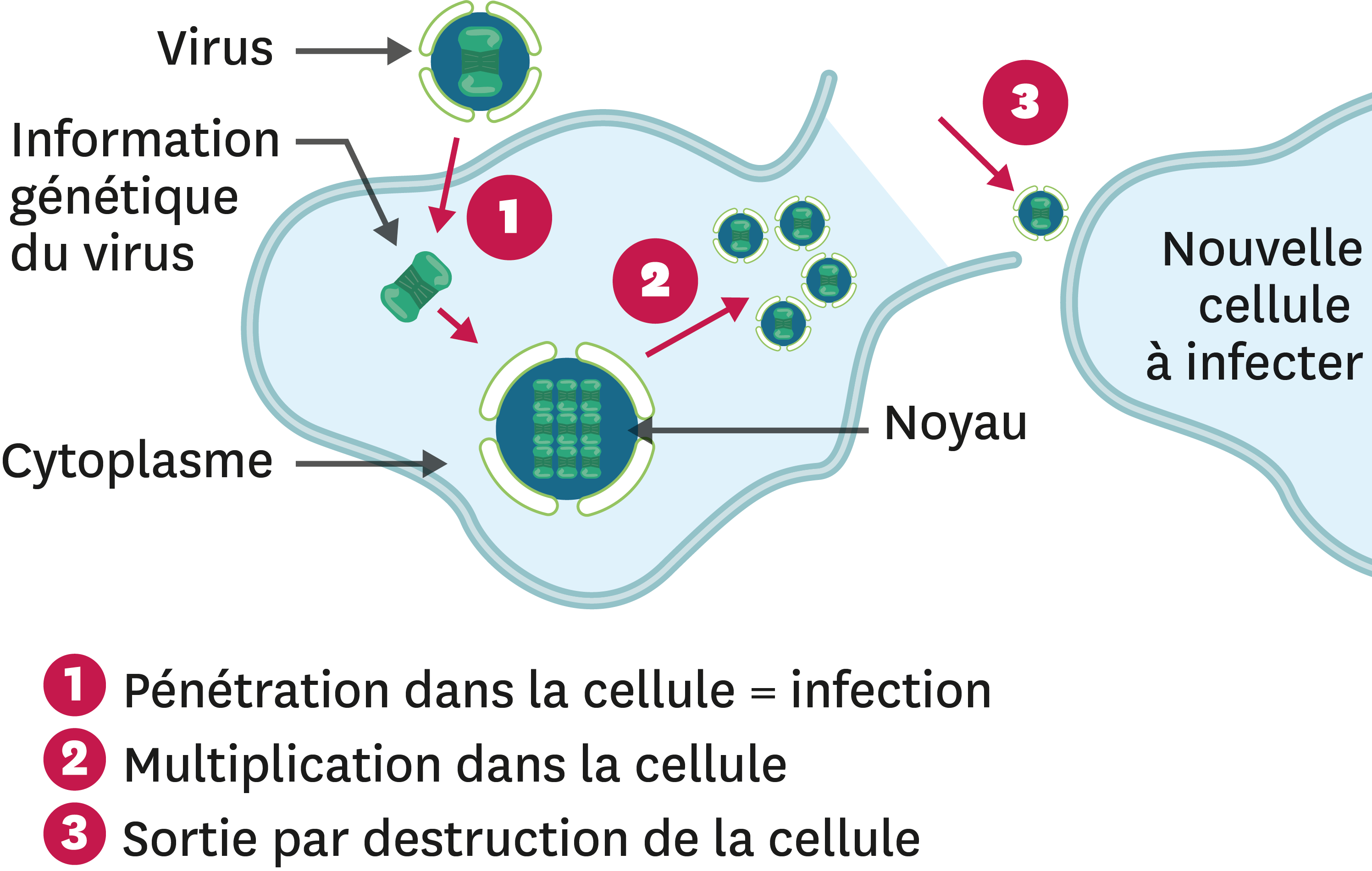 Comment Peut-on Se Protéger Des Microorganismes Dangereux ...