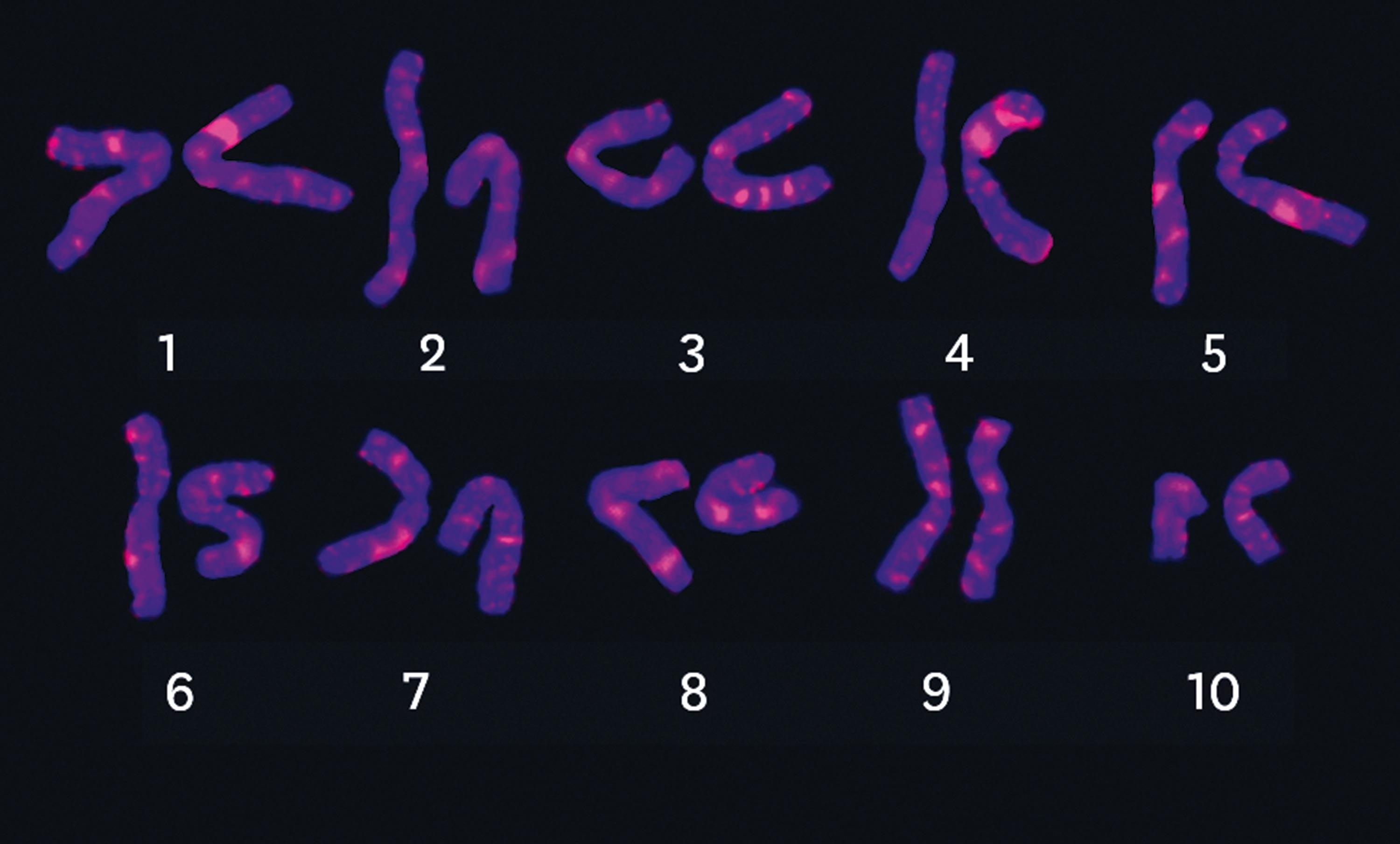 <stamp theme='svt-green1'>Doc. 6</stamp> Caryotype d'huitre.