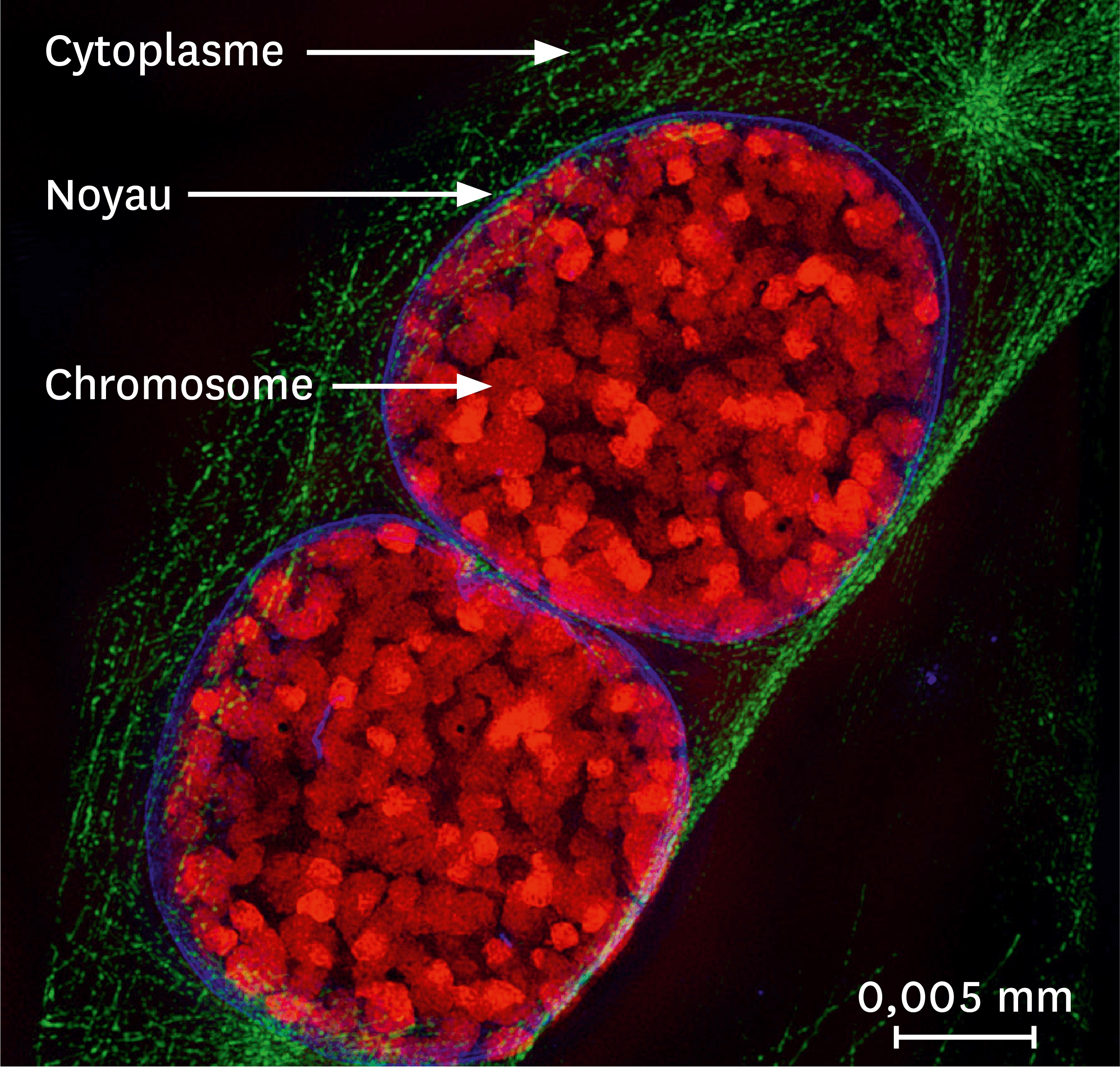 <stamp theme='svt-green1'>Doc. 5</stamp> Une observation par microscopie à fluorescence de noyaux de souris.