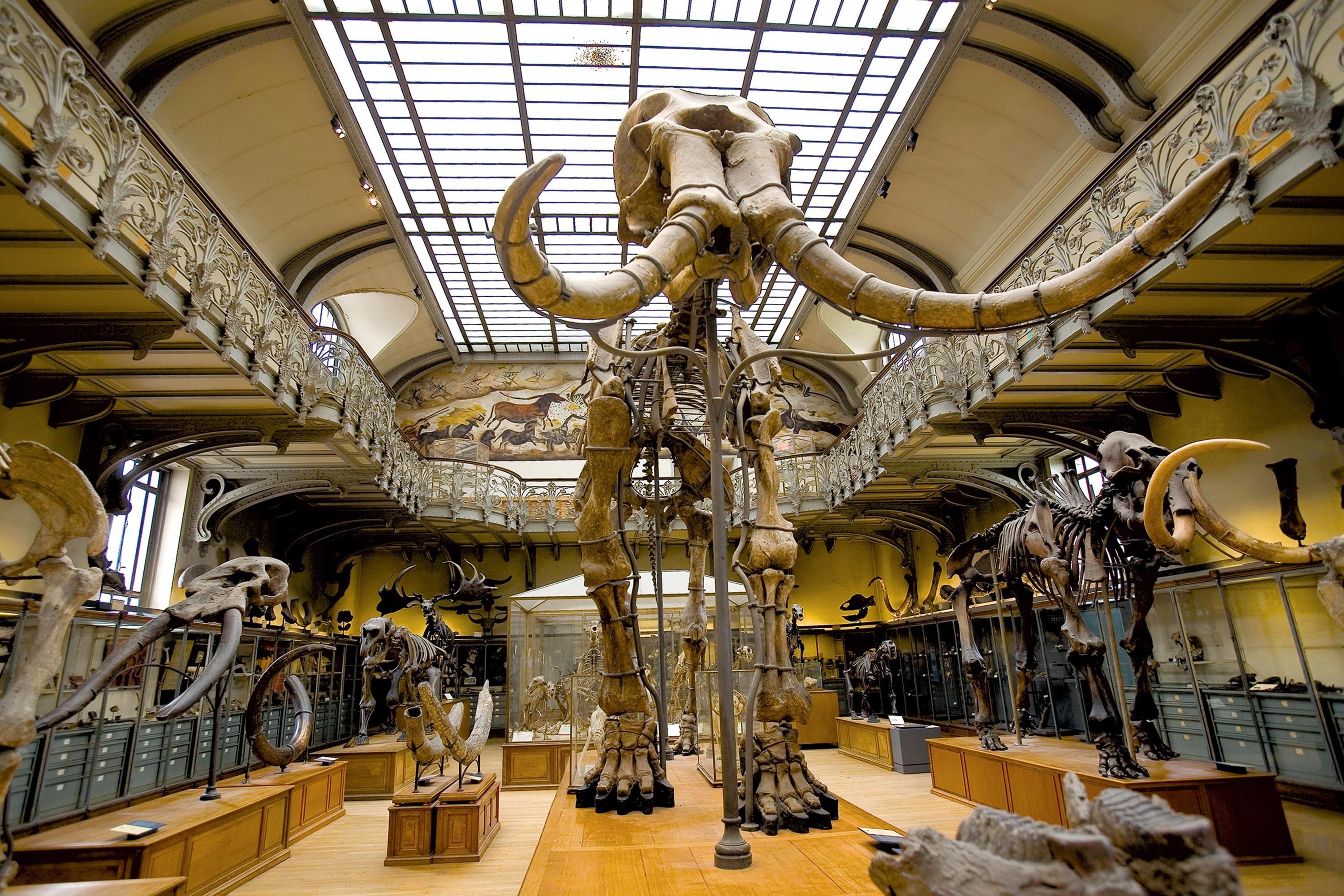 <stamp theme='svt-green1'>Doc. 1</stamp> Un squelette de mammouth au Muséum d'histoire naturelle à Paris.