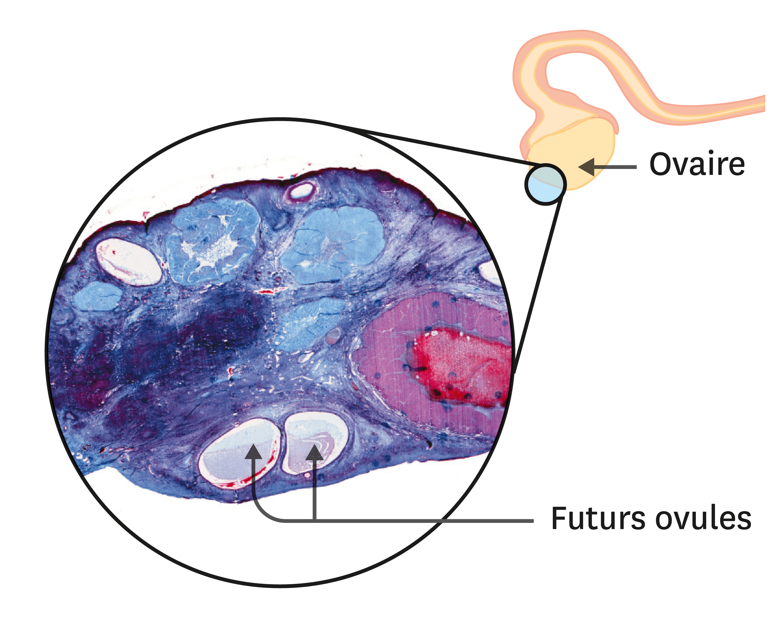 <stamp theme='svt-green1'>Doc. 4</stamp> Une observation de coupe d’ovaire au microscope optique (1 cm = 1 mm).