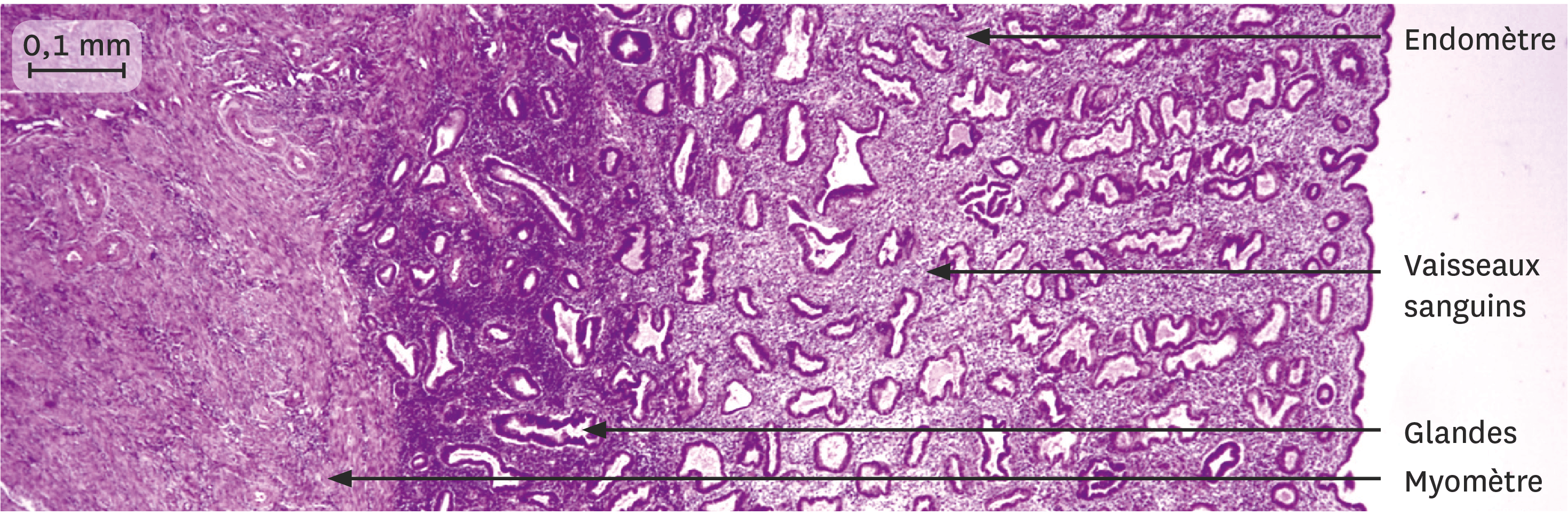 Quelle est l'origine des règles ? | Lelivrescolaire.fr