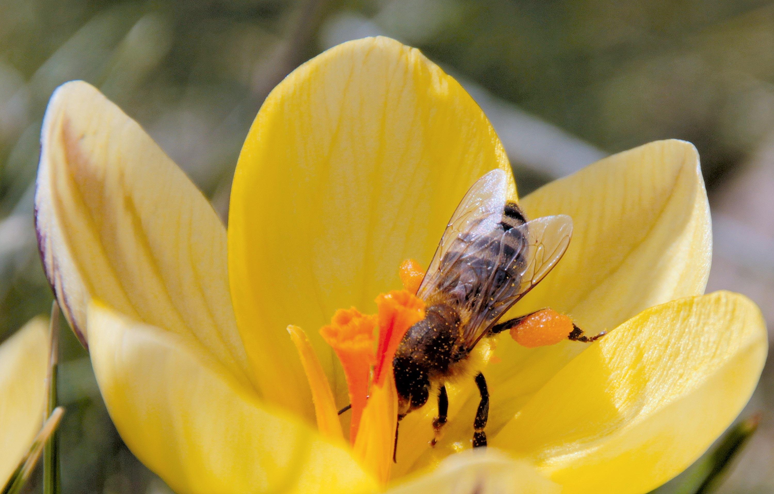 <stamp theme='svt-green1'>Doc. 6</stamp> Pollinisation par une abeille.