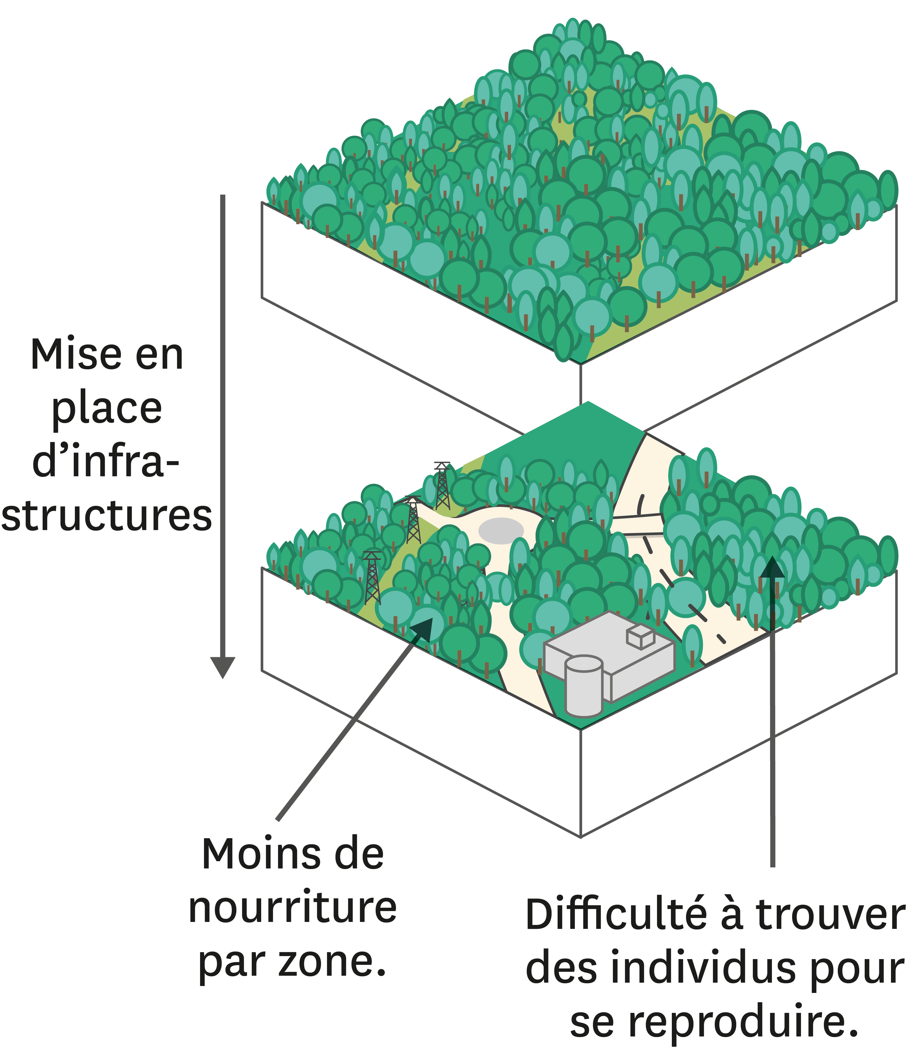 <stamp theme='svt-green1'>Doc. 2</stamp> La fragmentation d’un écosystème forestier suite aux aménagements par l’Homme.
