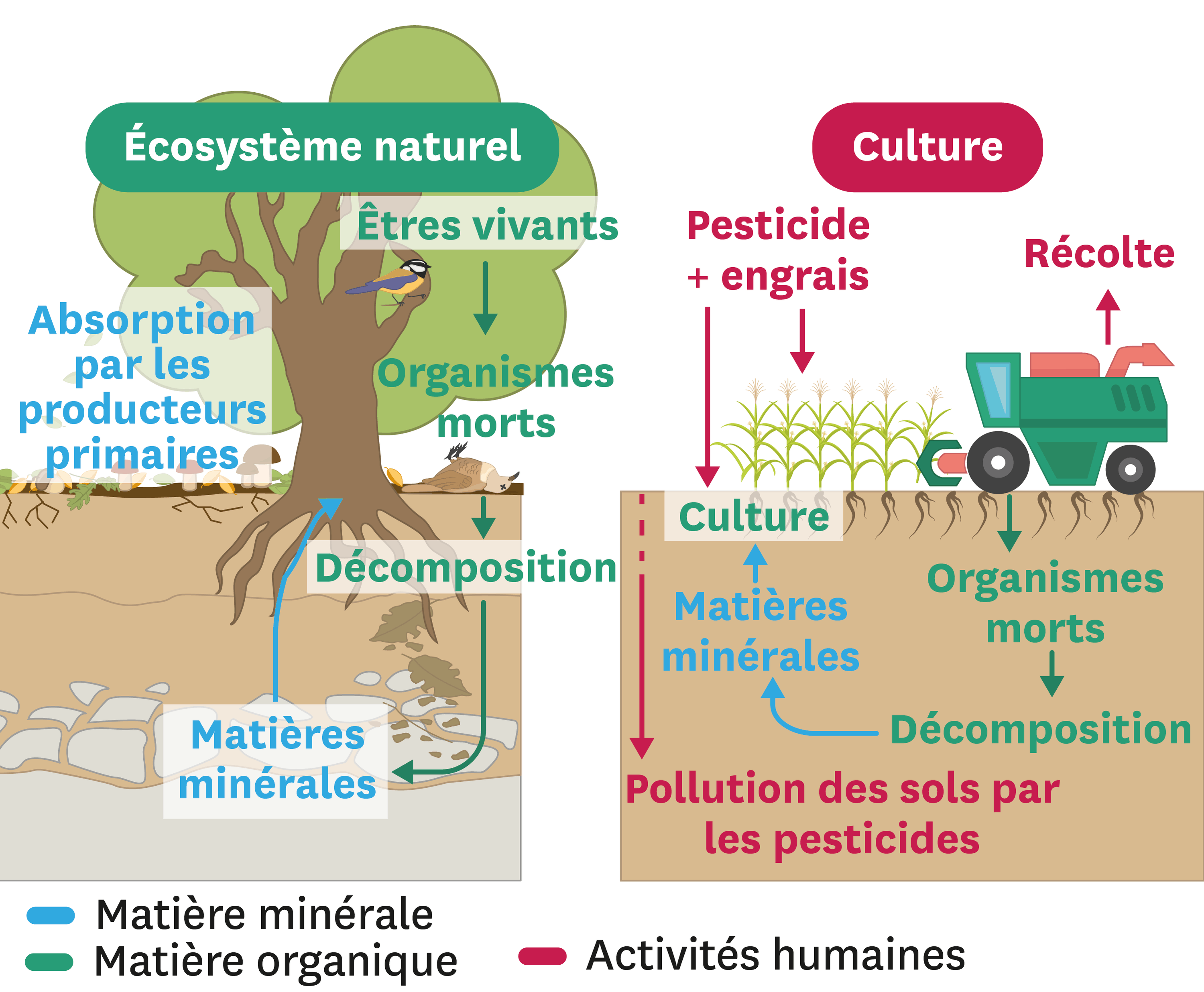 Quel est l impact des pesticides sur les écosystèmes Lelivrescolaire fr