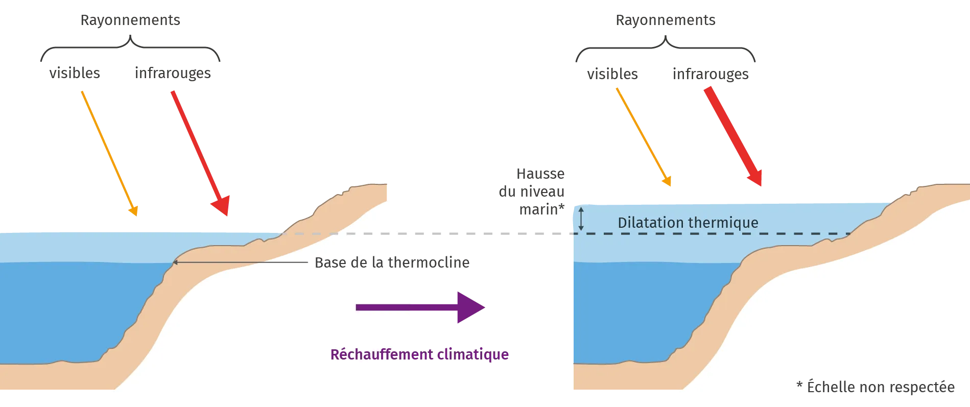 Mécanisme de dilatation thermique de l'eau