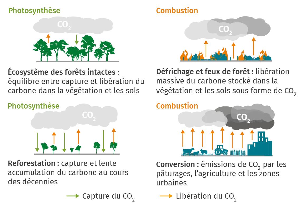 Déforestation et production de CO2