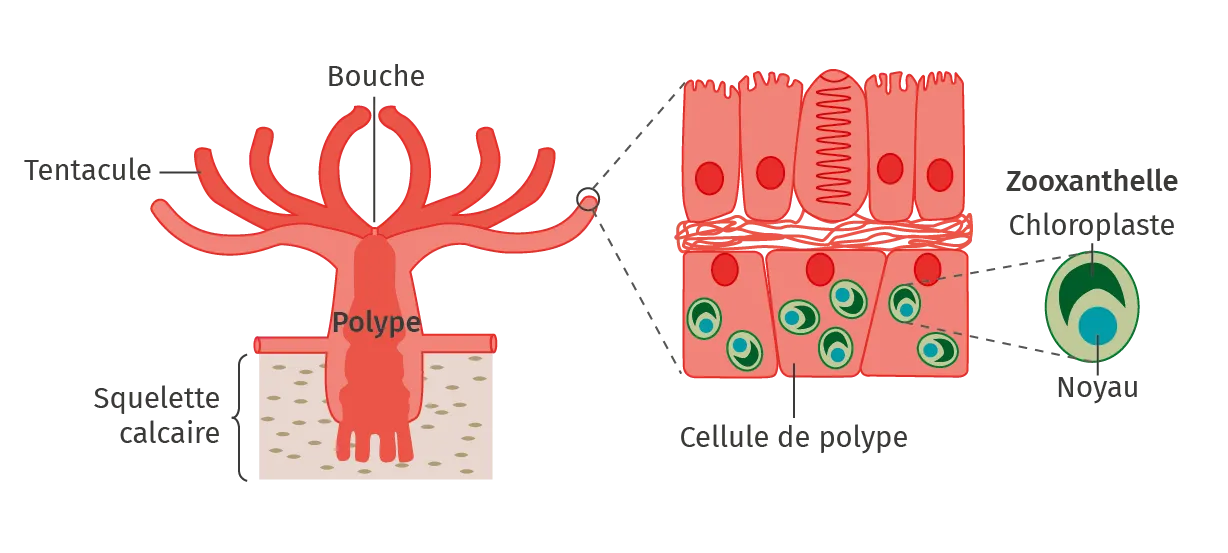 Organisation d'un polype